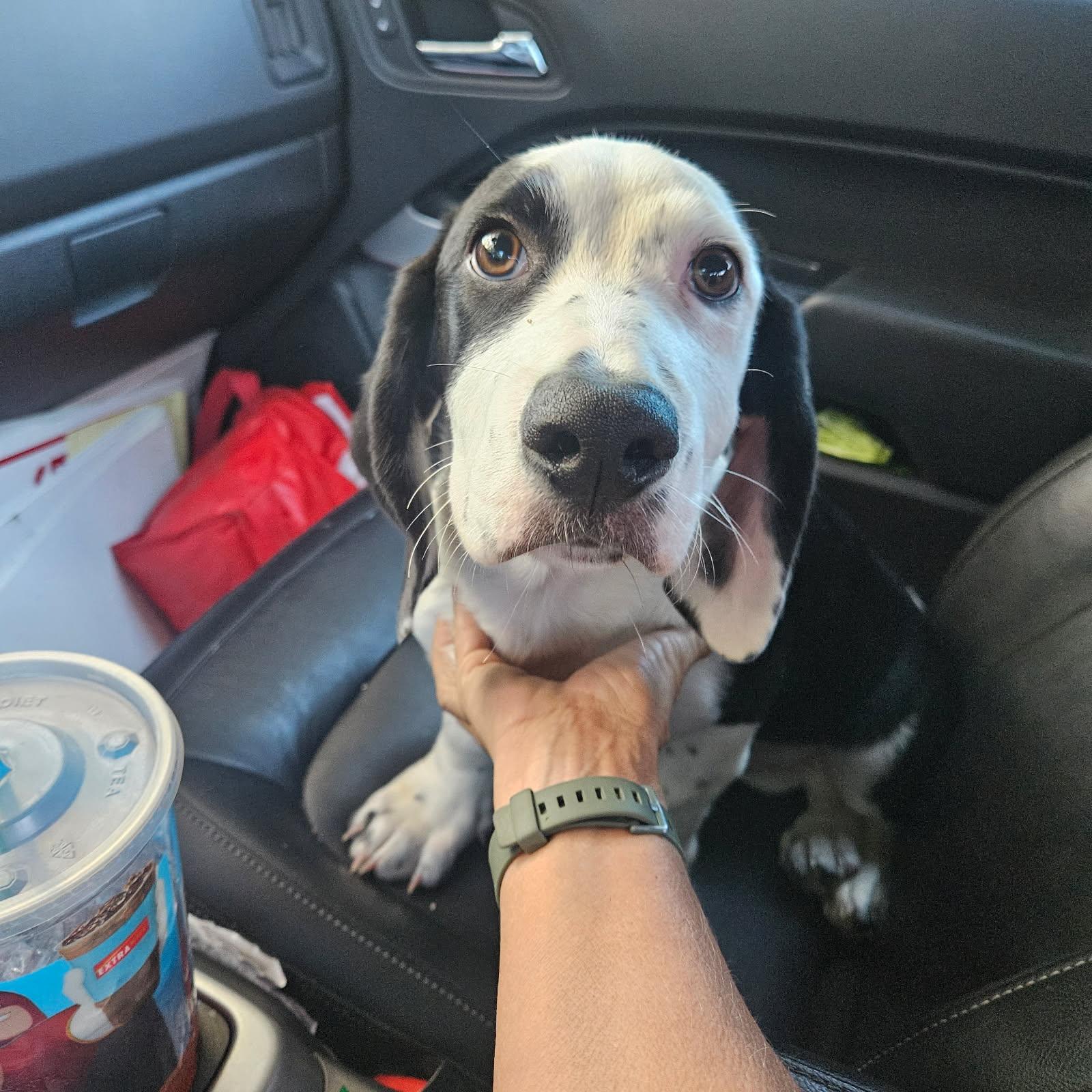 Enlarge Otis, a Adopted mixed breed in clayton , CA image 2/2