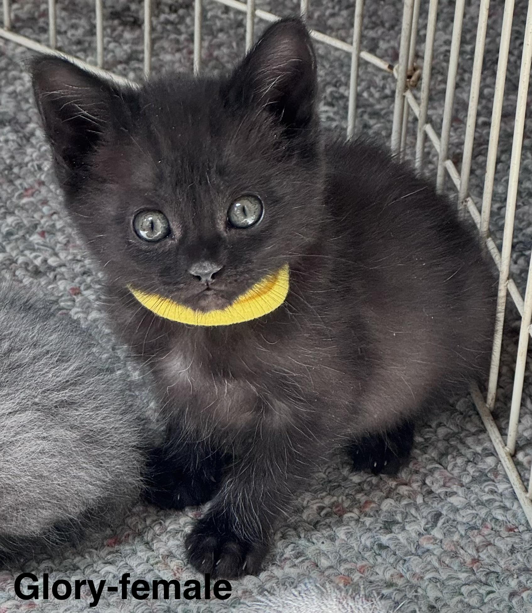 Glory , Adoptable, Kitten Female Domestic Medium Hair.
