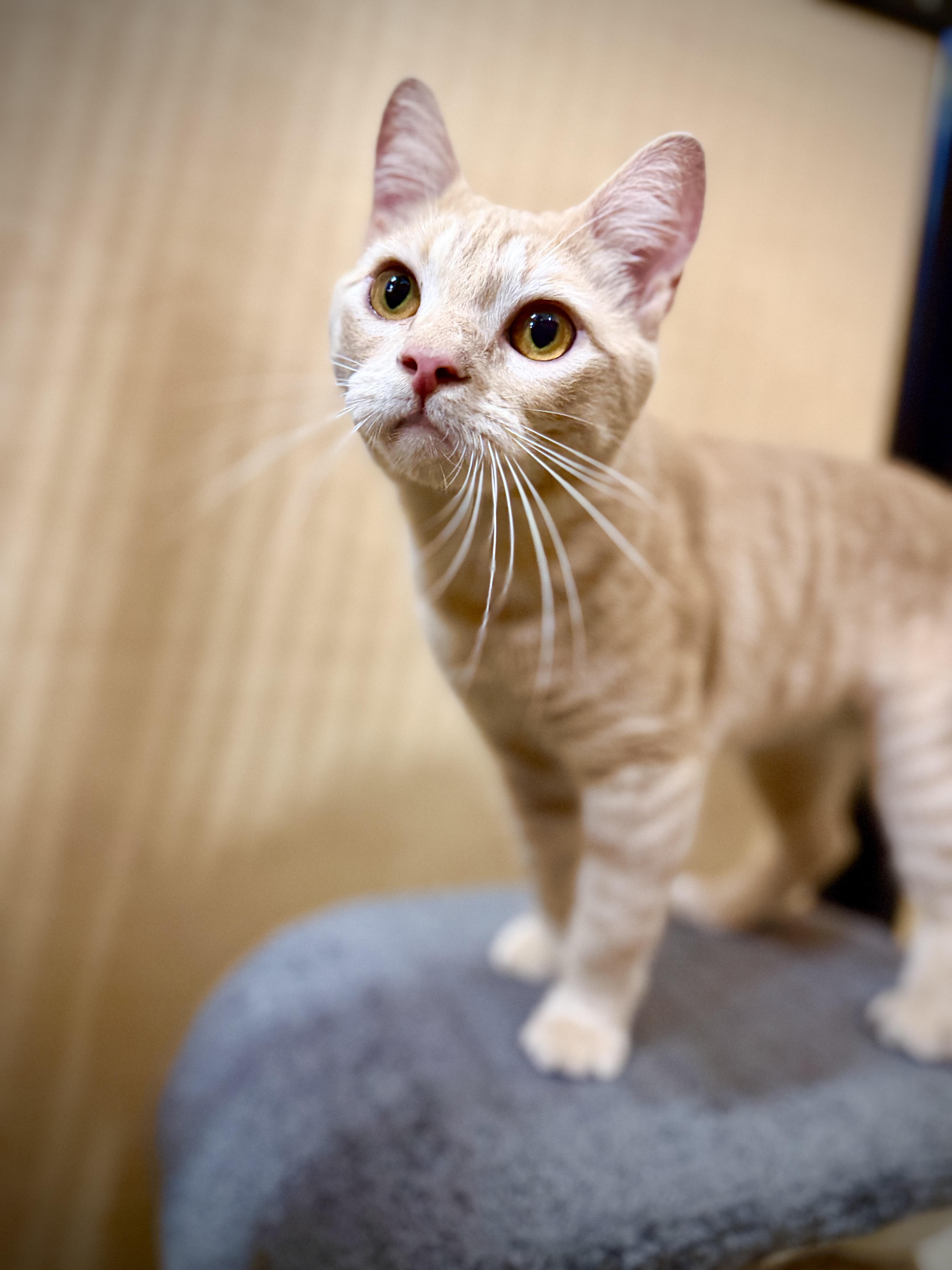 Simba, an adopted Domestic Short Hair in Worcester, MA image 5/6