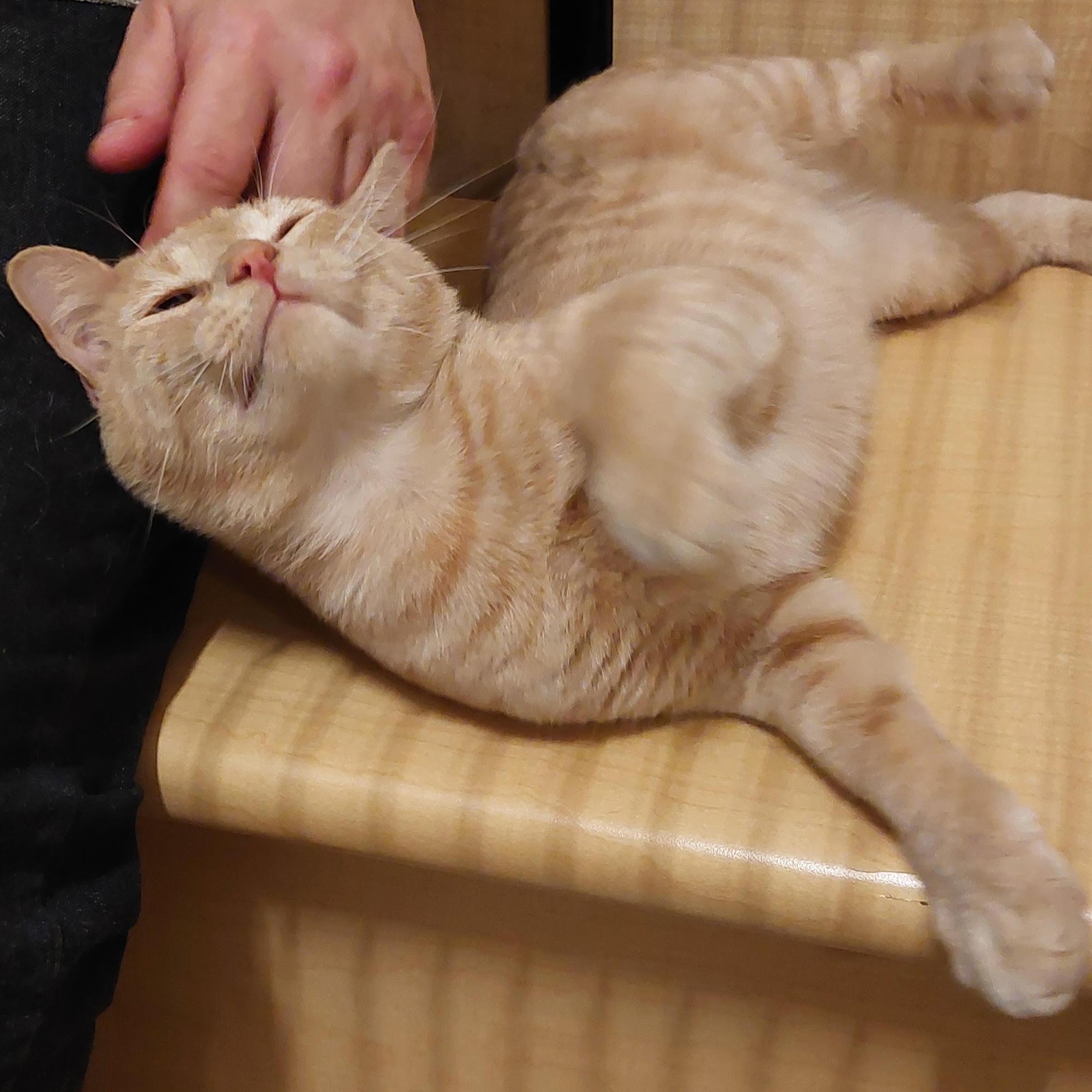 Simba, adopted, Young Male Domestic Short Hair.