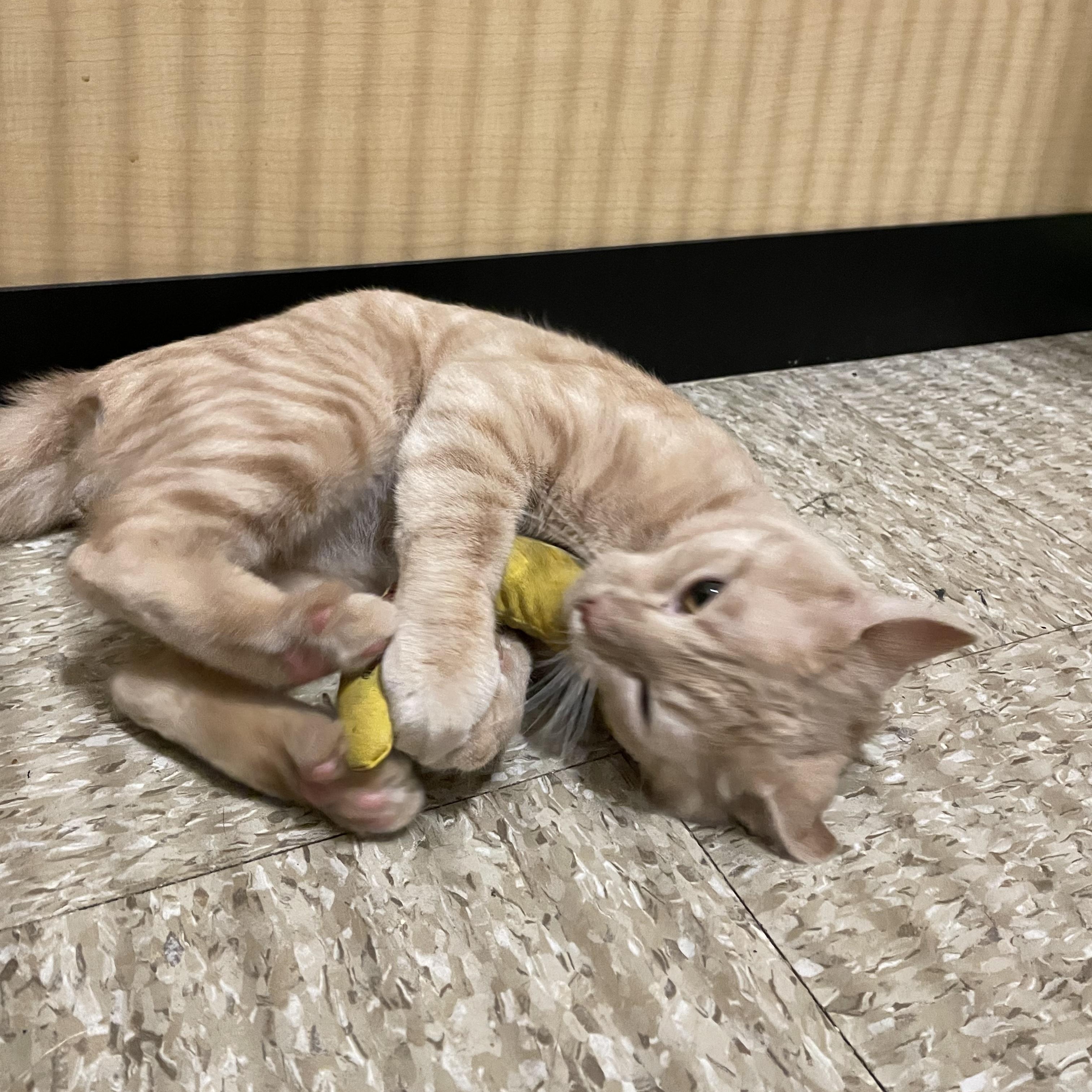 Simba, an adopted Domestic Short Hair in Worcester, MA image 4/6