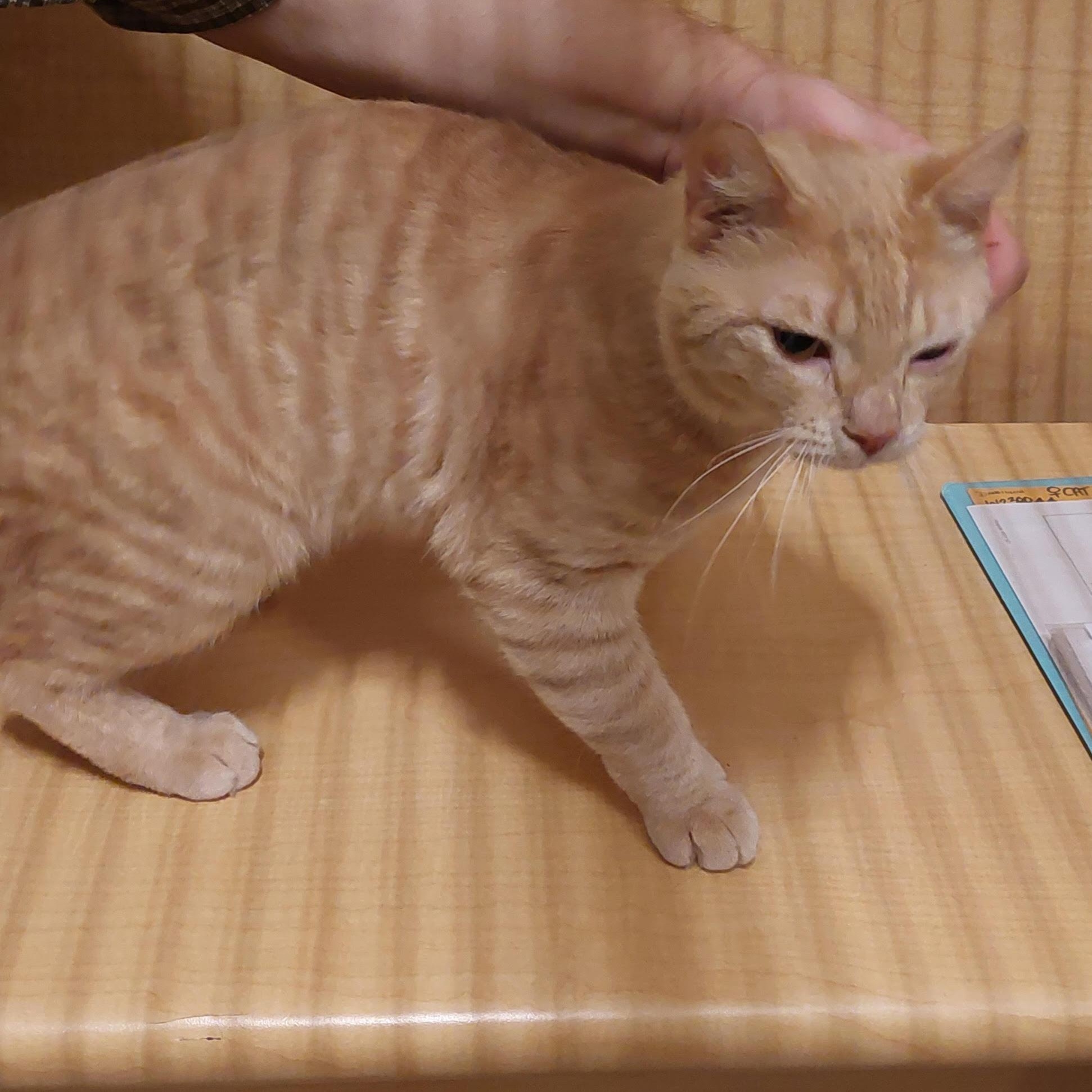 Simba, an adopted Domestic Short Hair in Worcester, MA image 3/6