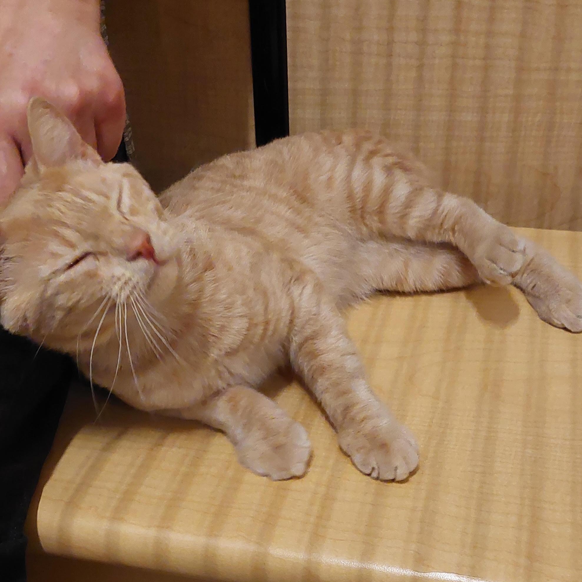 Simba, an adopted Domestic Short Hair in Worcester, MA image 2/6