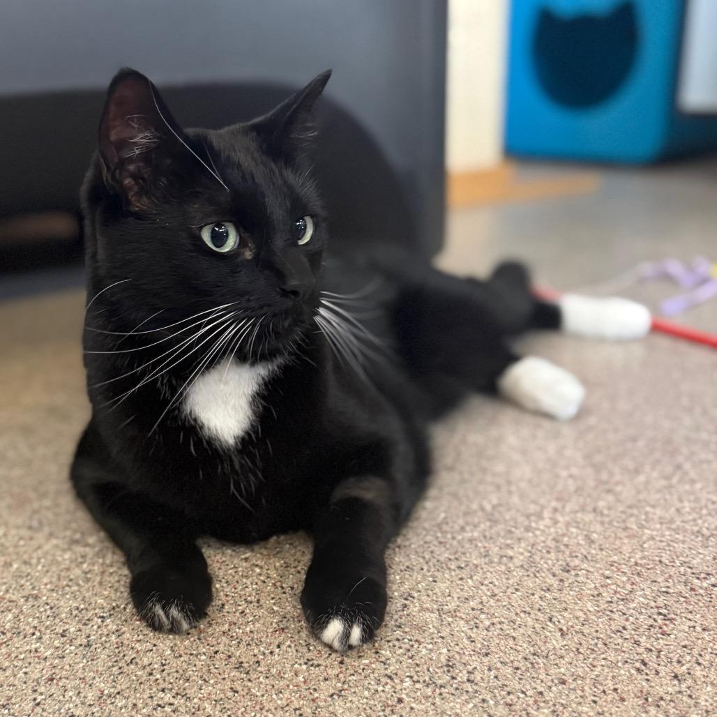 Arnold Schwarzenegger, Adoptable, Adult Male Domestic Short Hair.