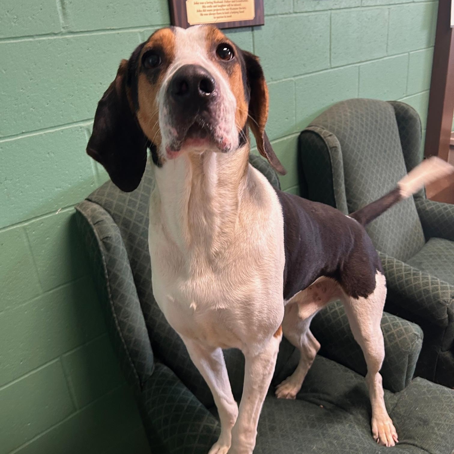 Coby, a Adoptable Black and Tan Coonhound in Seneca, PA image 1/2