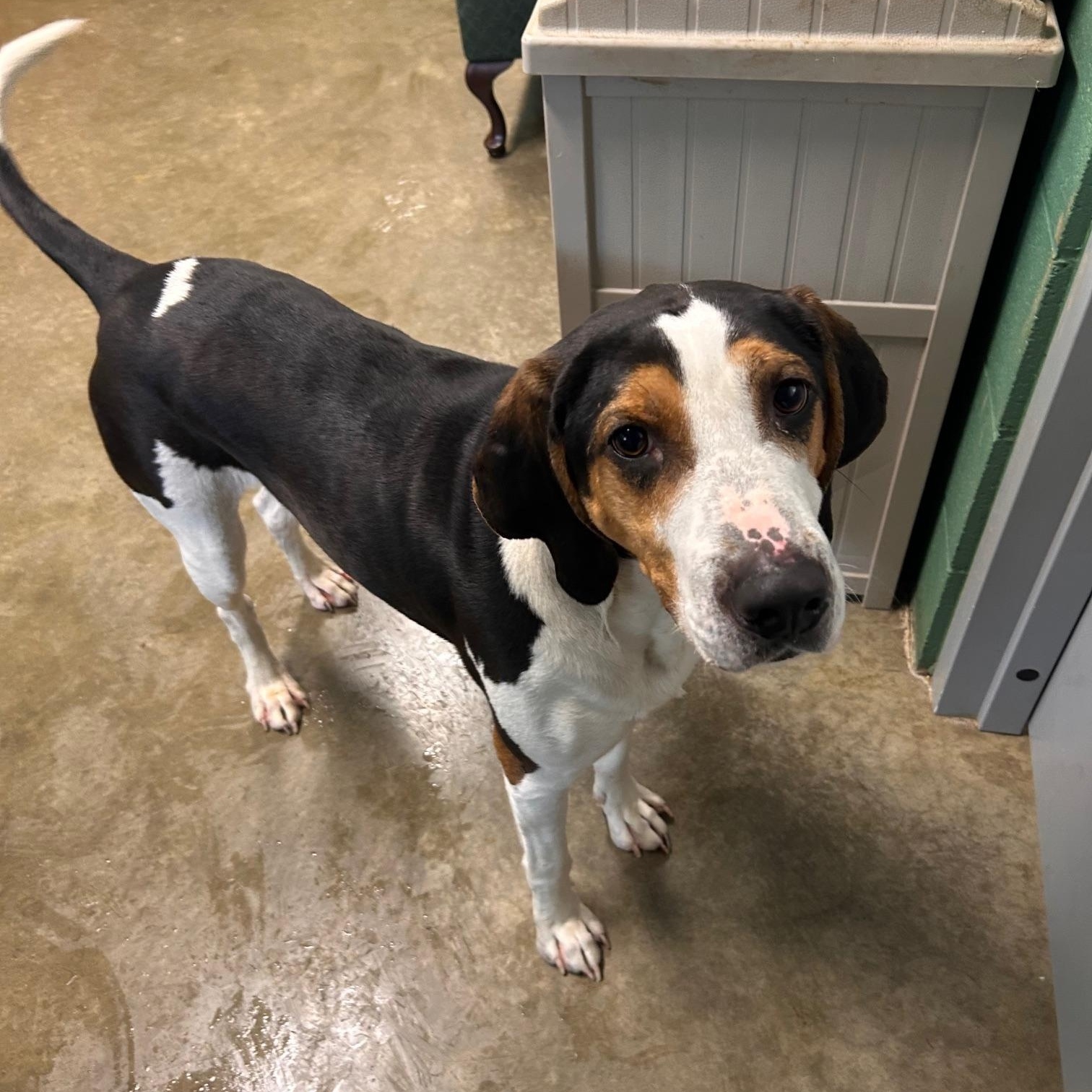 Coby, a Adoptable Black and Tan Coonhound in Seneca, PA image 2/2