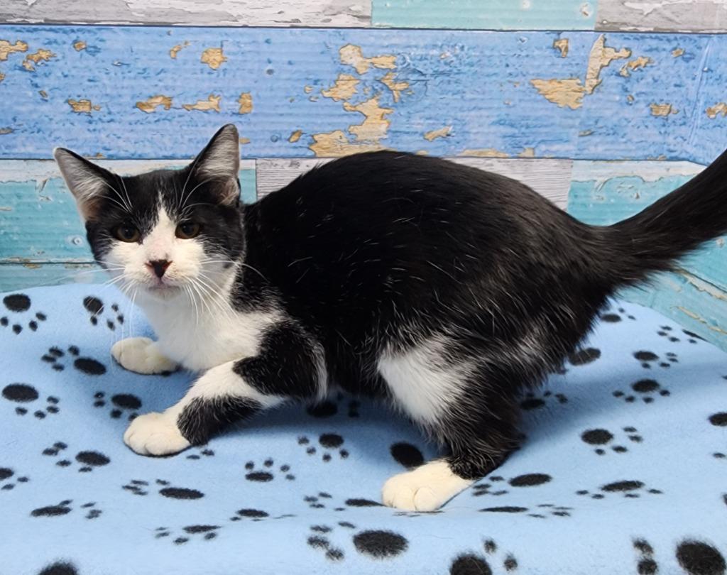 Kit, Adoptable, Young Male Domestic Short Hair.