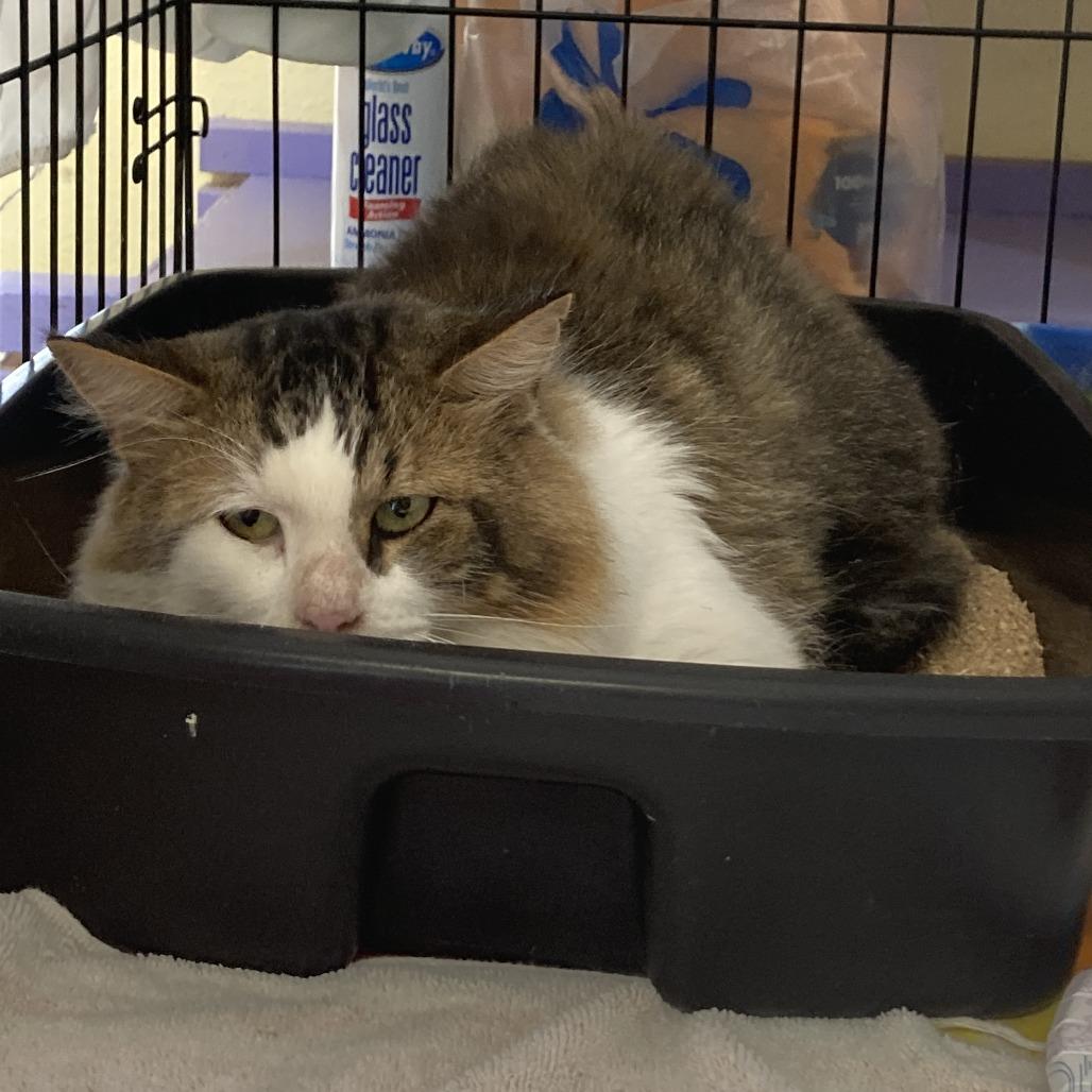 Enlarge Fluff, a Adoptable Domestic Medium Hair in Midland, TX image 1/1