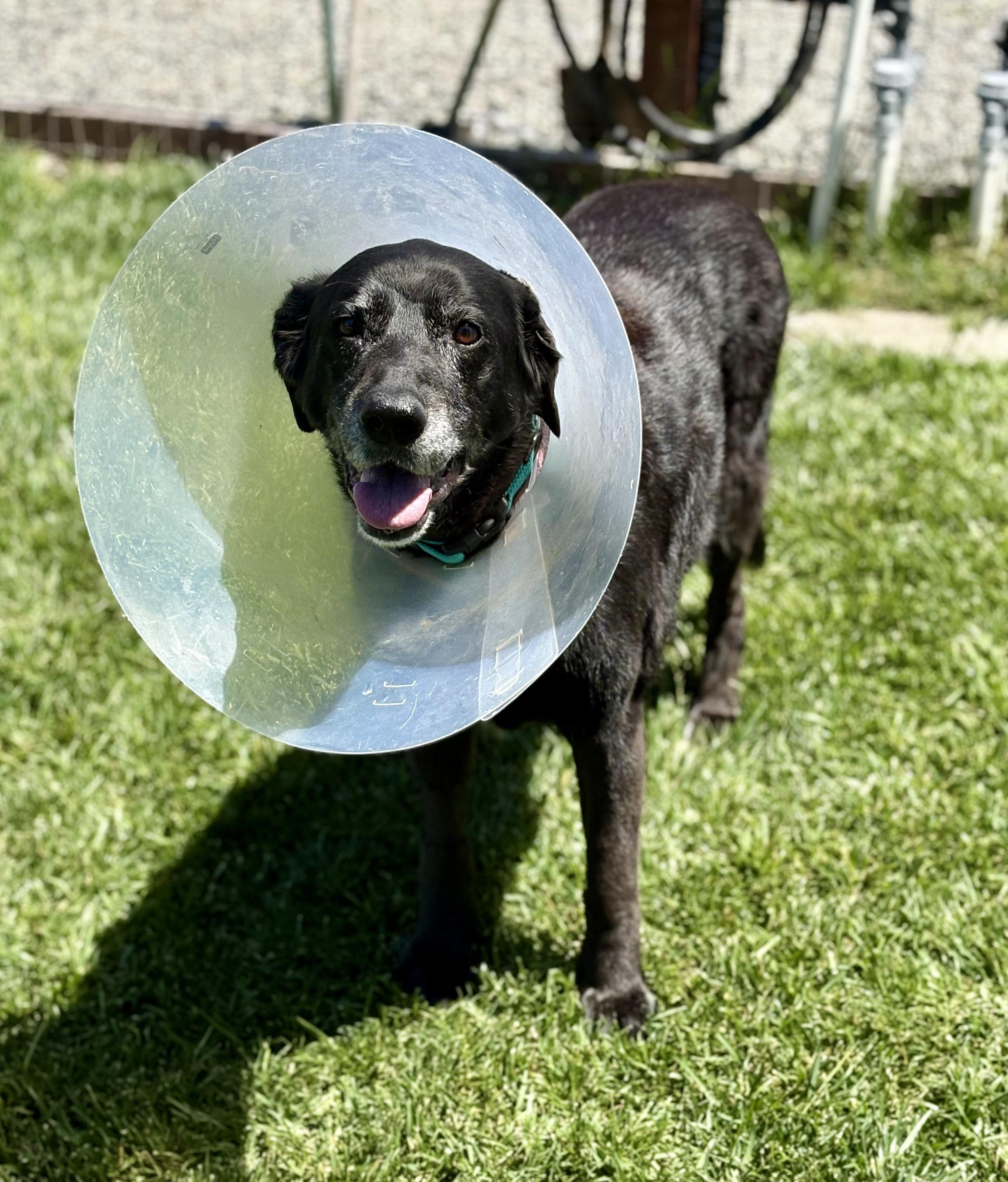 Enlarge Thea, a ADOPTABLE mixed breed in Petaluma, CA image 1/6