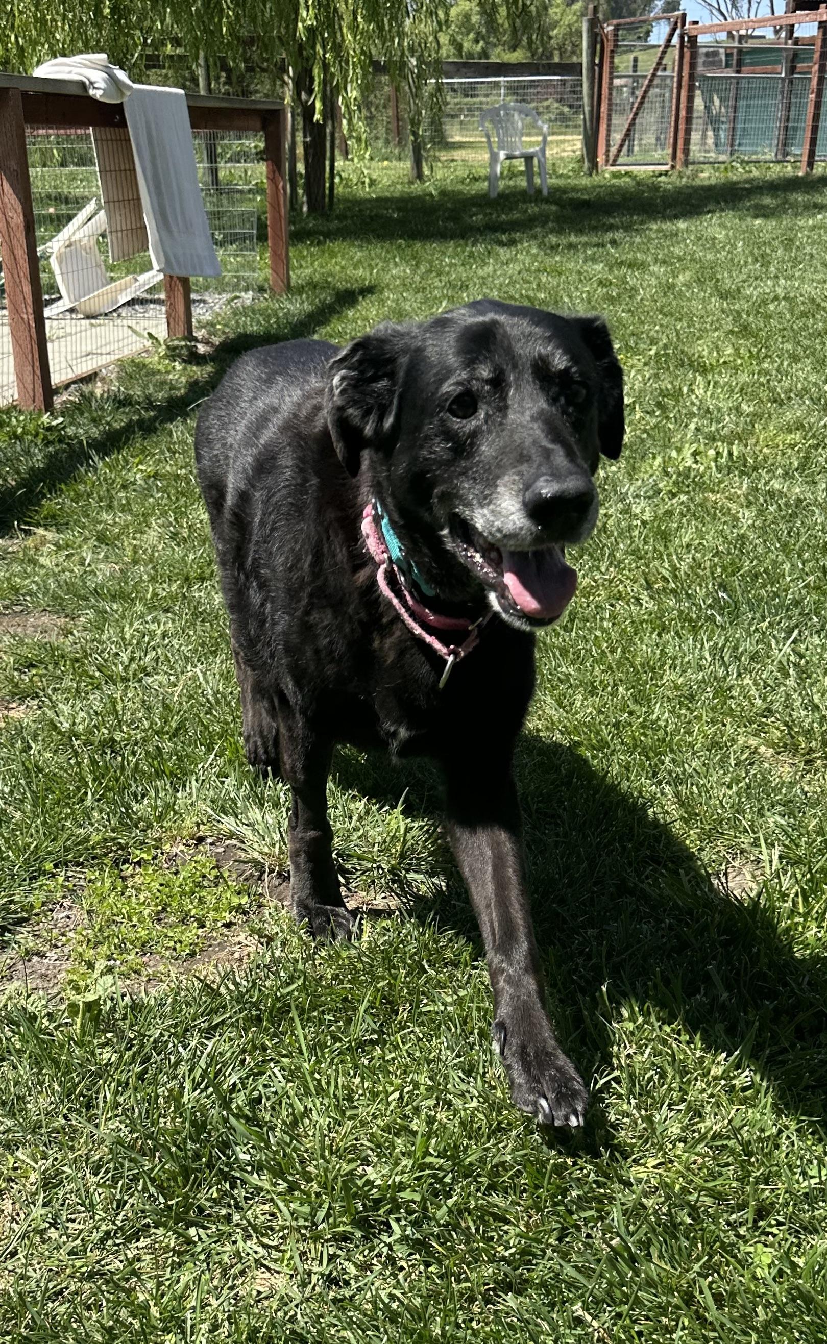 Enlarge Thea, a ADOPTABLE mixed breed in Petaluma, CA image 6/6