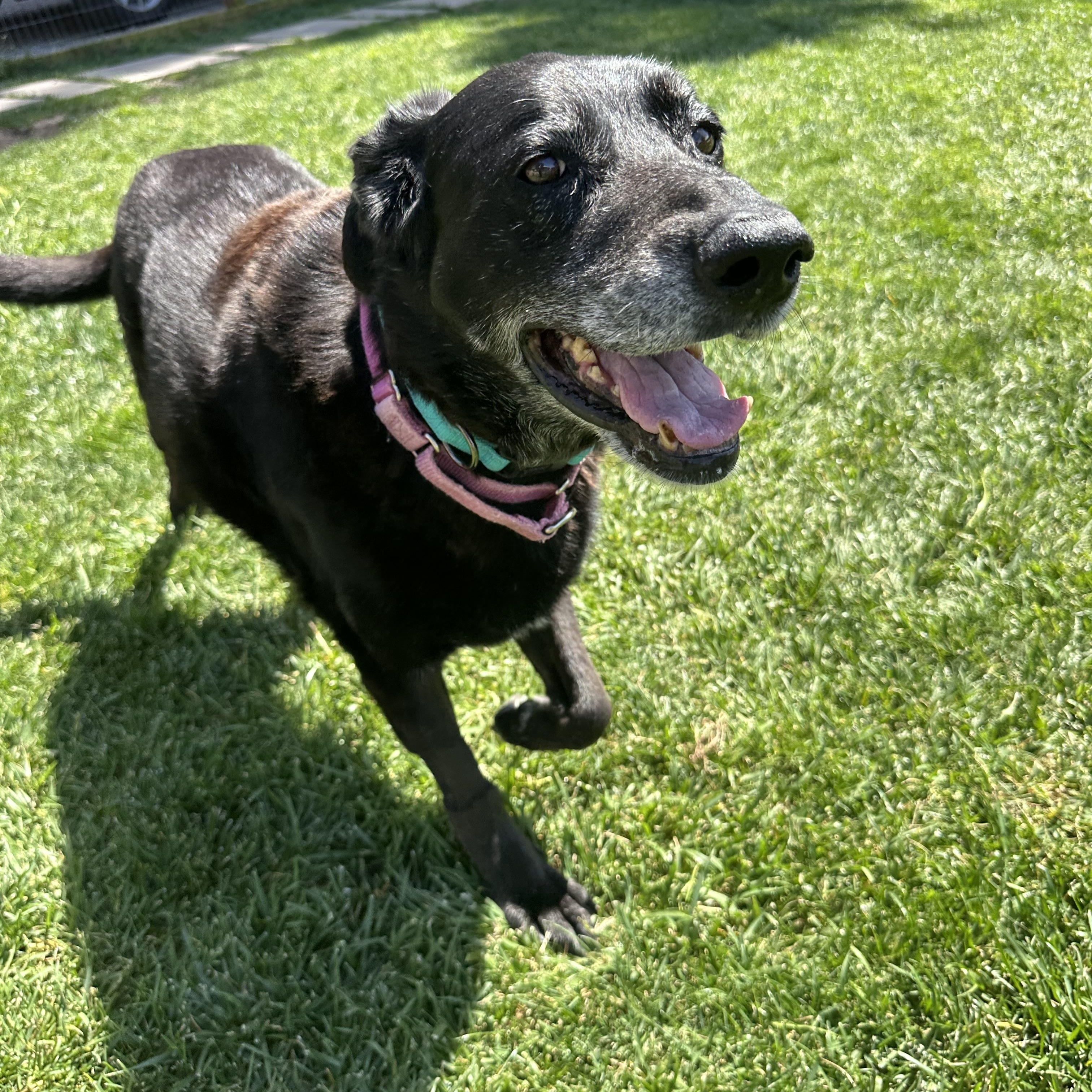 Enlarge Thea, an adopted mixed breed in Petaluma, CA image 4/5