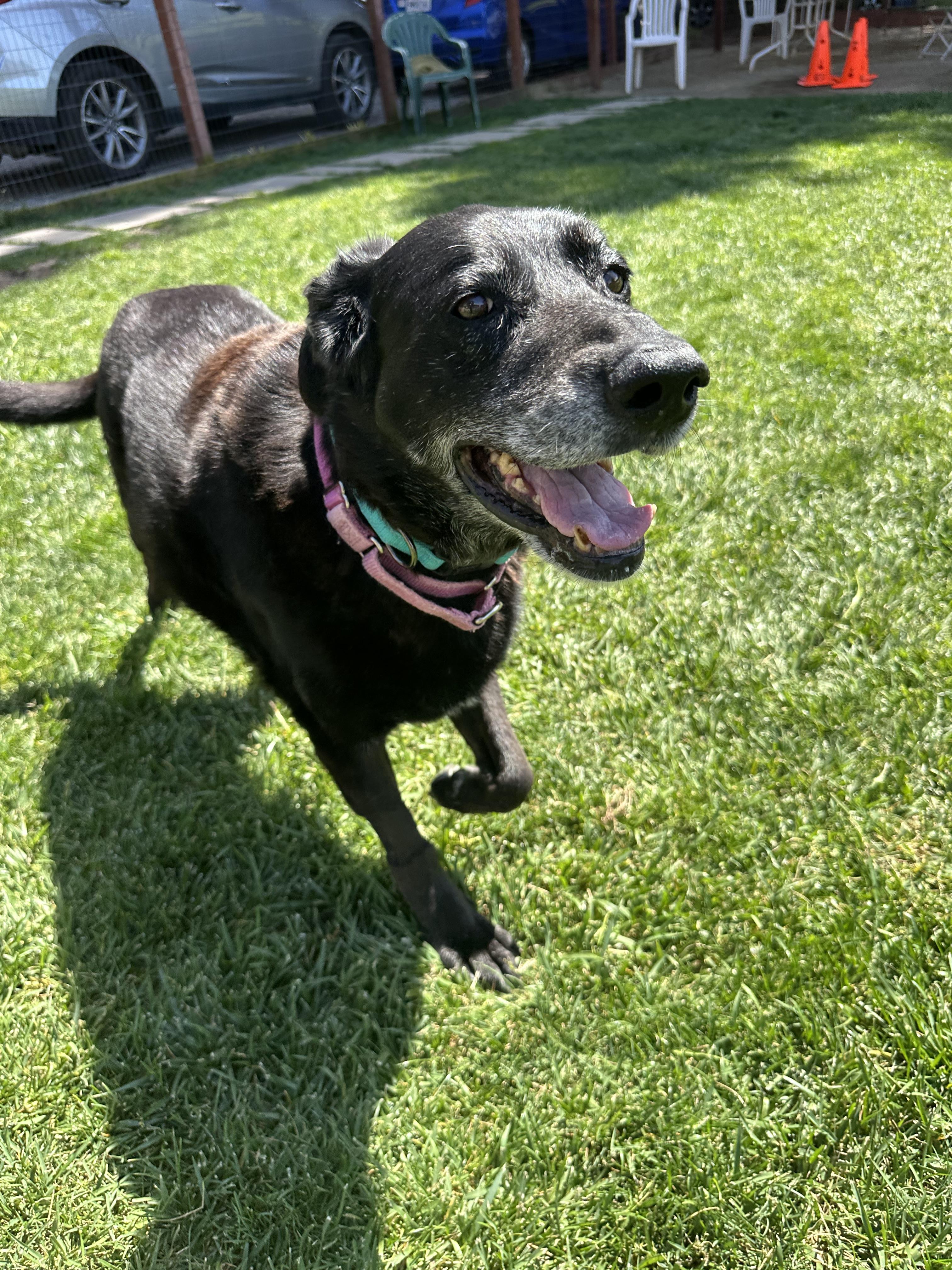 Enlarge Thea, a ADOPTABLE mixed breed in Petaluma, CA image 5/6