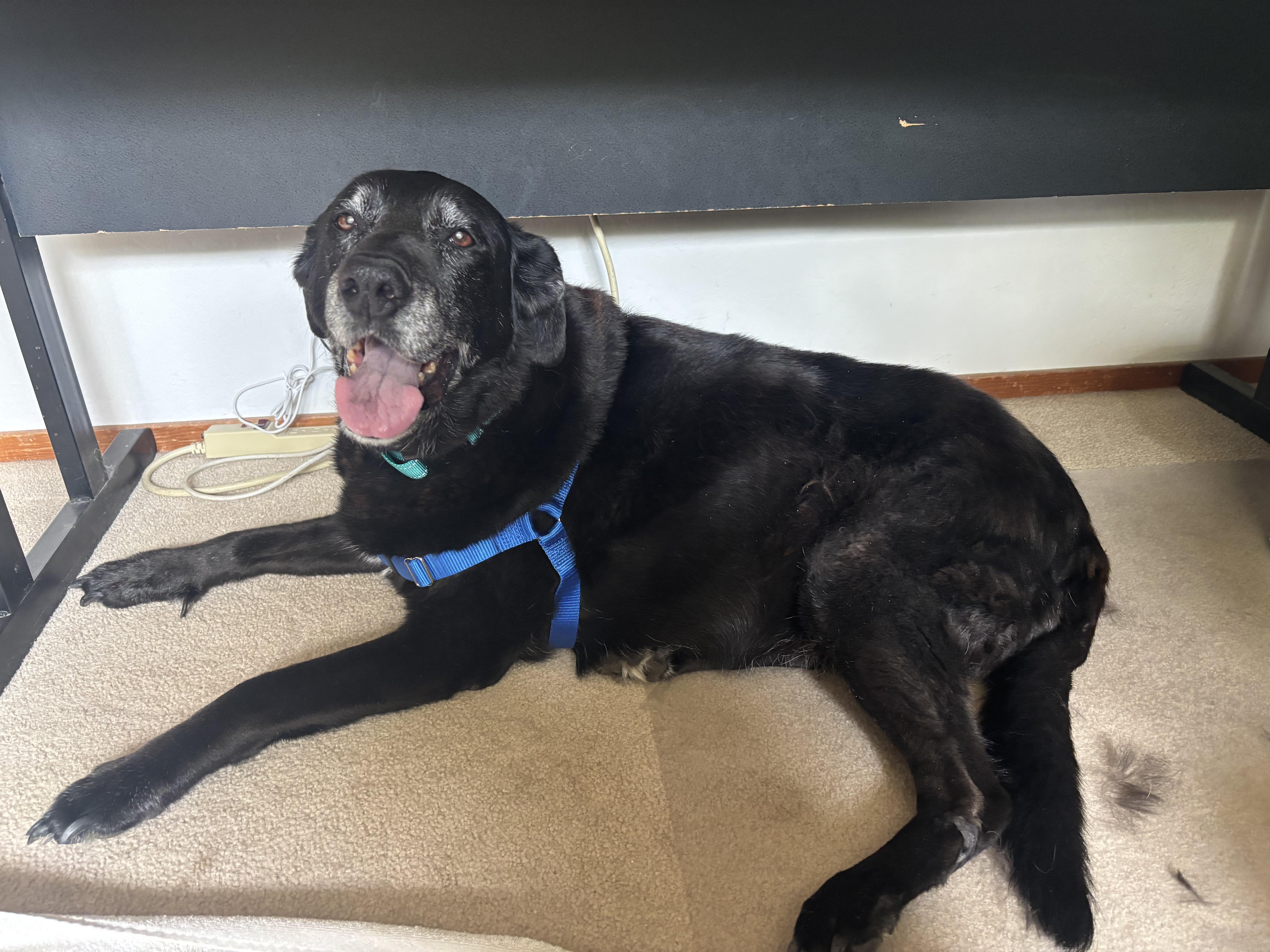 Enlarge Thea, a ADOPTABLE mixed breed in Petaluma, CA image 4/6