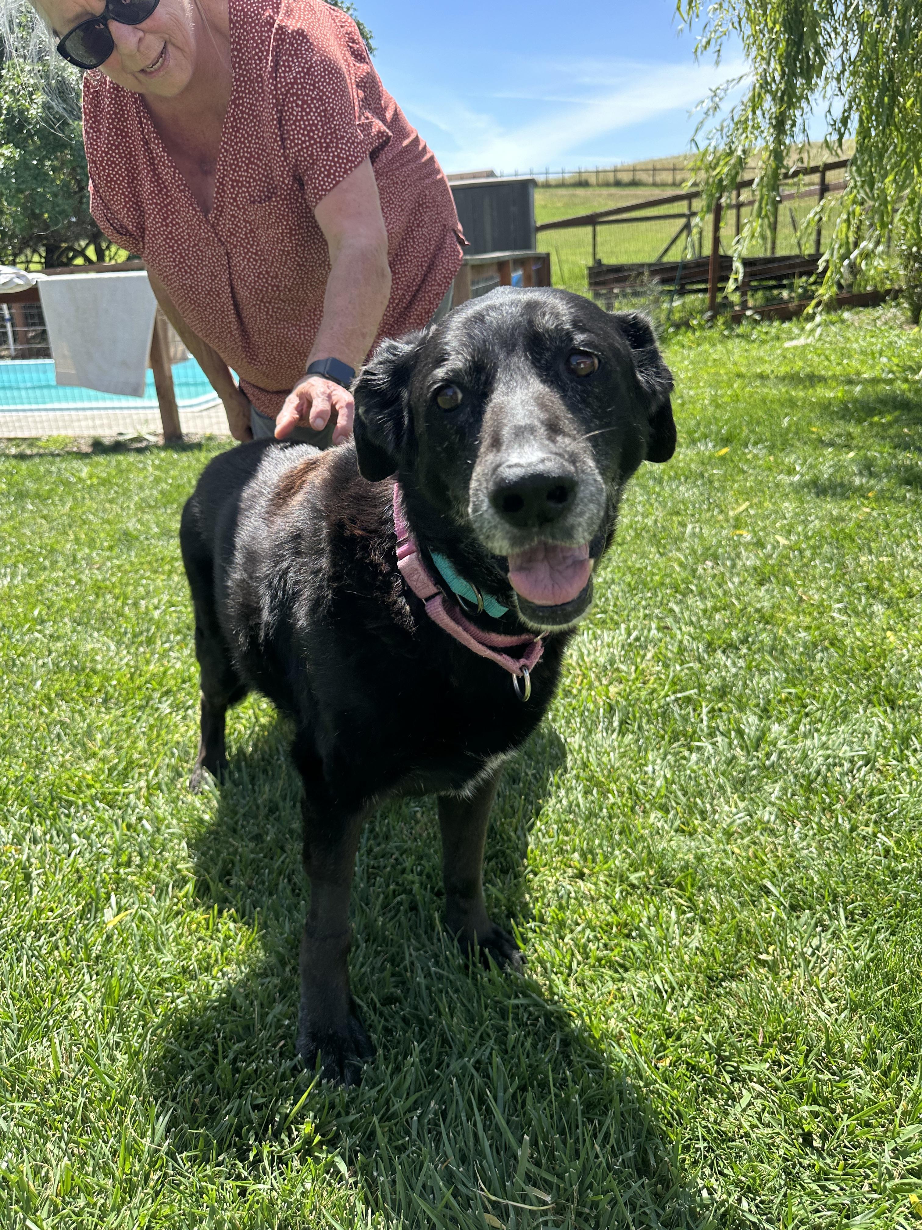 Enlarge Thea, a ADOPTABLE mixed breed in Petaluma, CA image 2/6