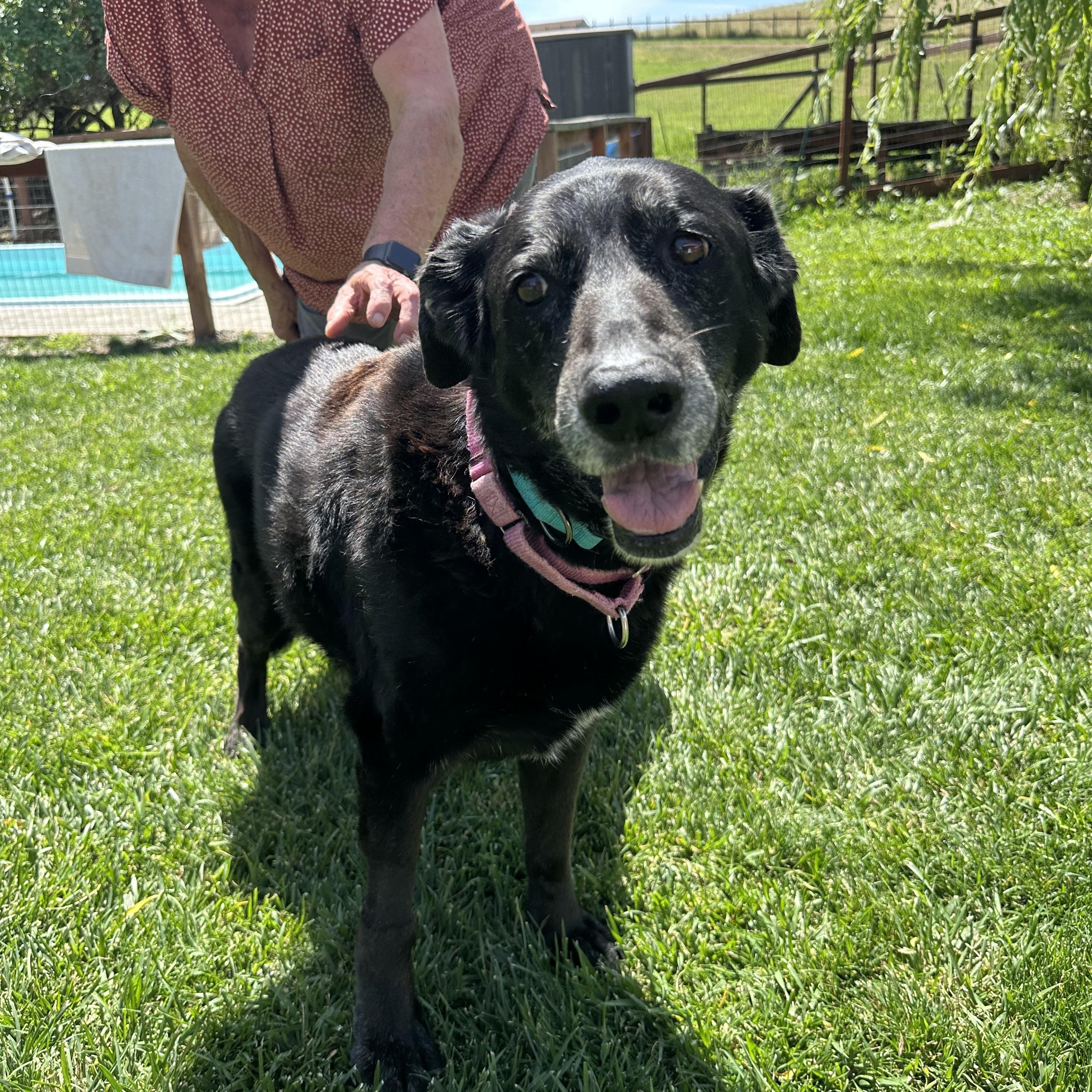 Enlarge Thea, an adopted mixed breed in Petaluma, CA image 1/5