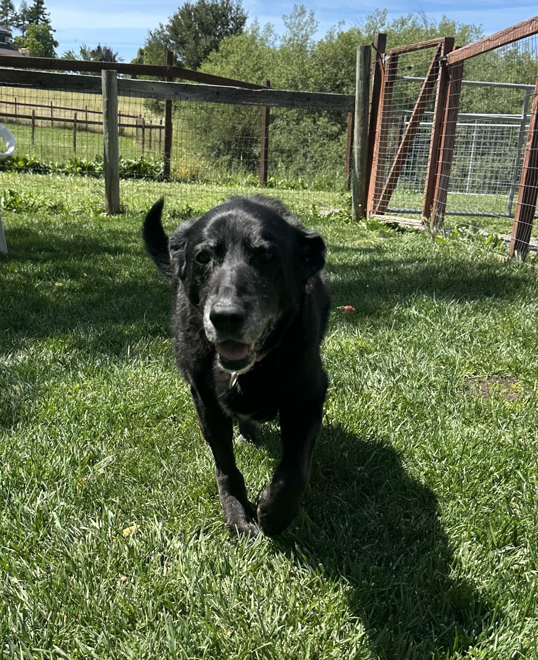 Enlarge Thea, a ADOPTABLE mixed breed in Petaluma, CA image 3/6