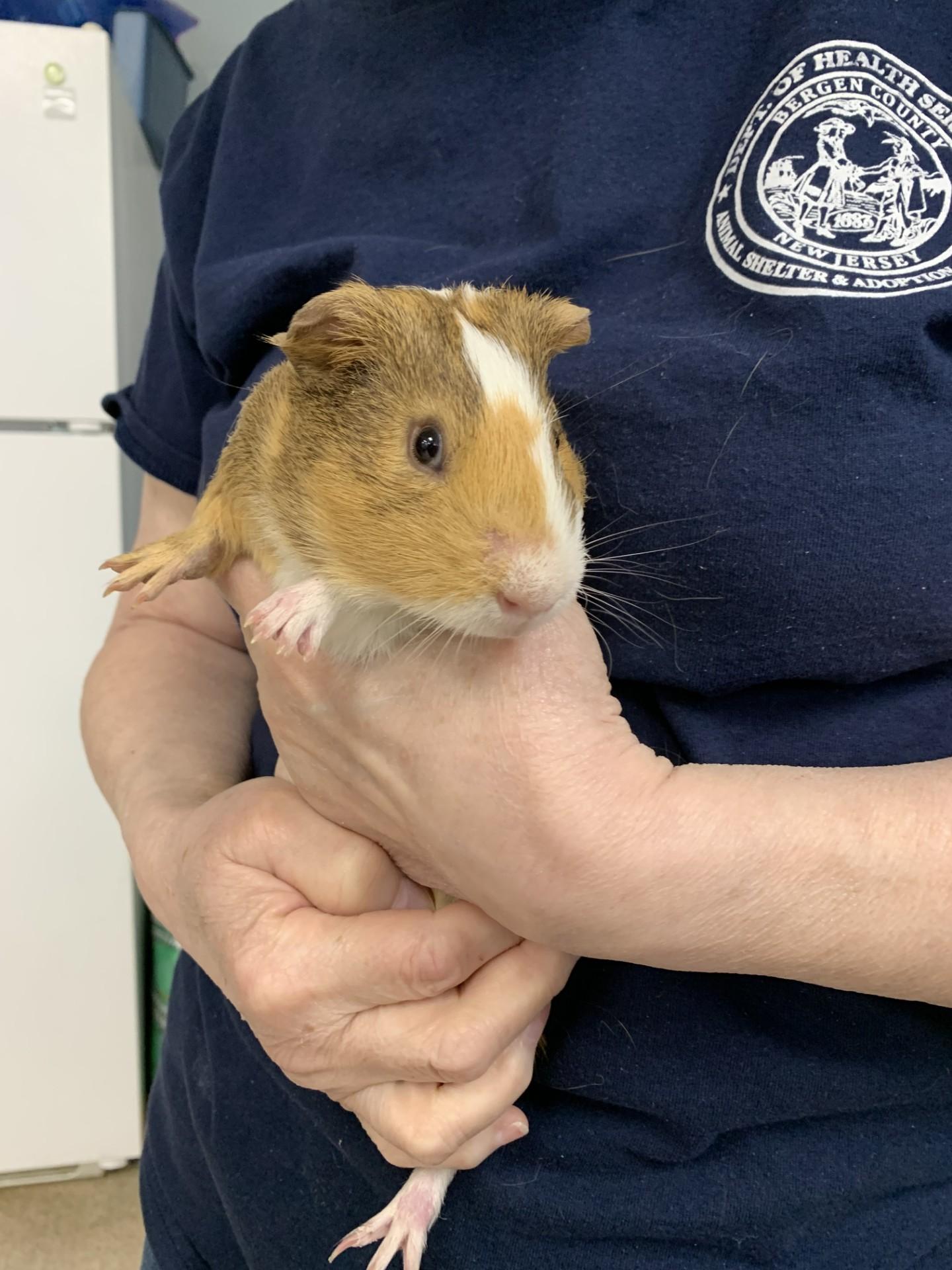 Butternut, an adoptable Short-Haired in Teterboro, NJ_image-1