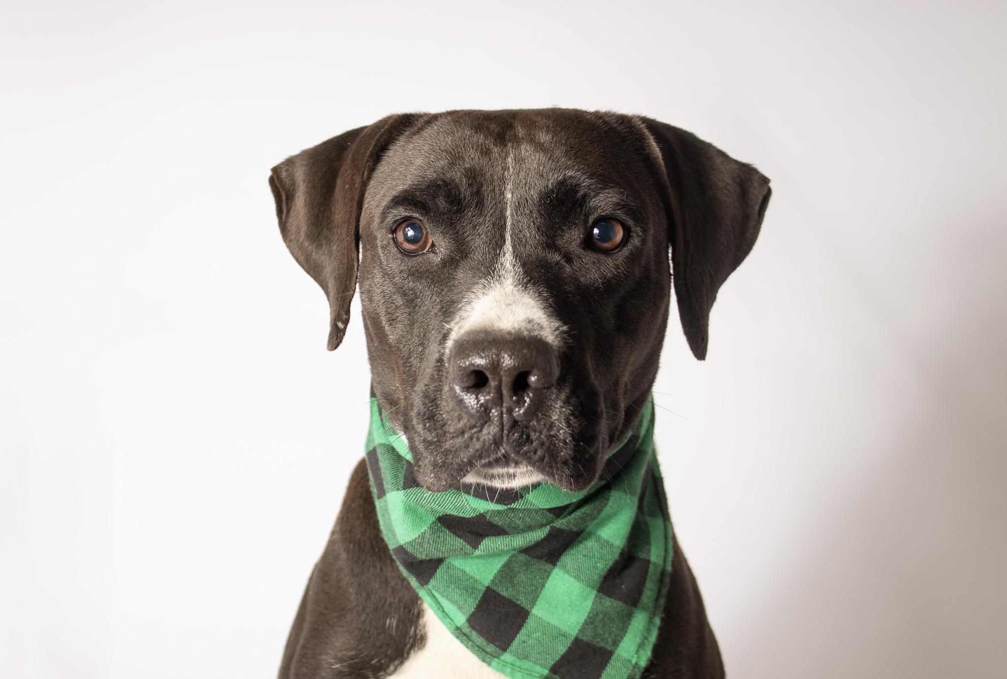 Enlarge Bronco, a Adoptable mixed breed in Plaquemine, LA image 1/1