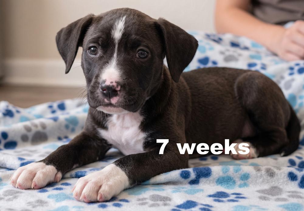 Enlarge Jinny, a Adoptable mixed breed in Crown Point, IN image 1/4