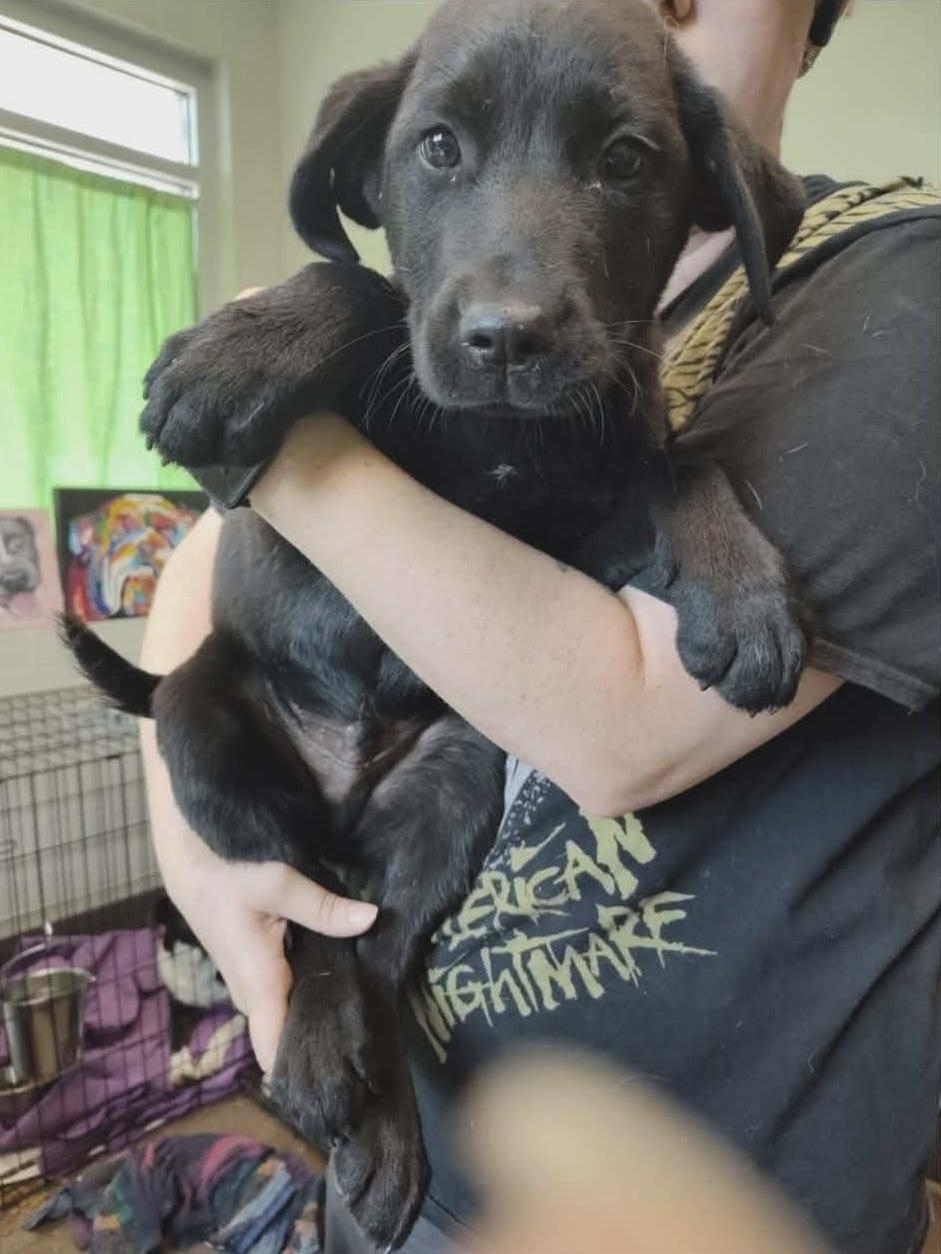 Mike, adopted, Puppy Male Labrador Retriever & Black Labrador Retriever.