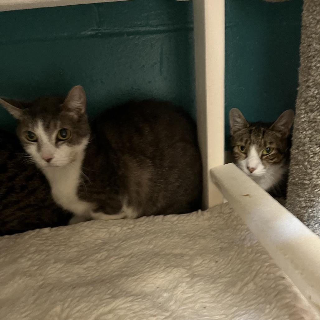 Clementine (21), Adoptable, Young Male Domestic Short Hair.