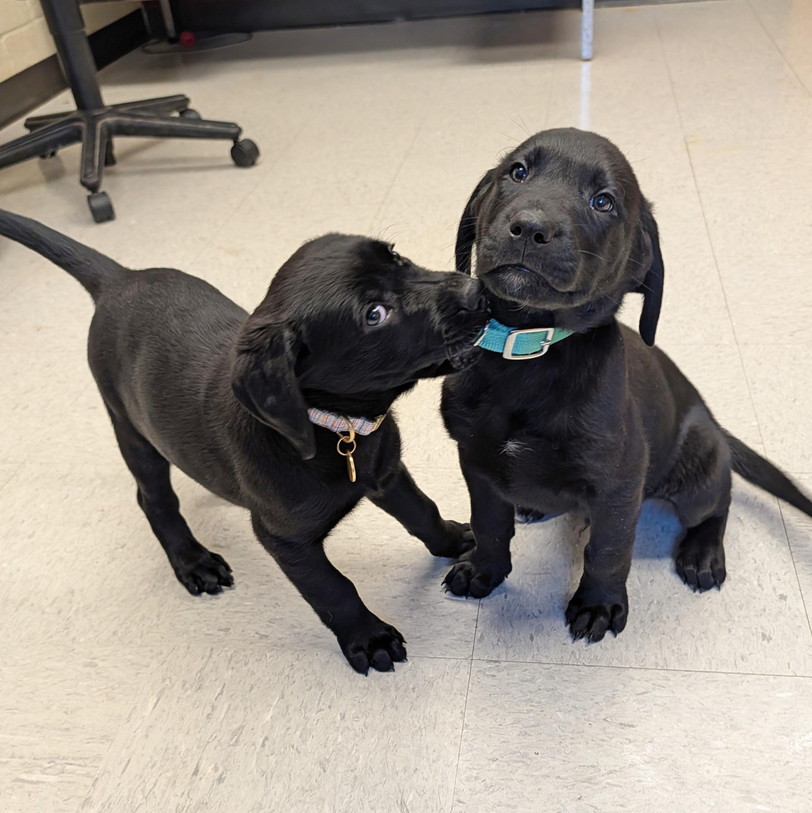Enlarge Louise, an adopted Labrador Retriever in POTOMAC, MD image 4/4