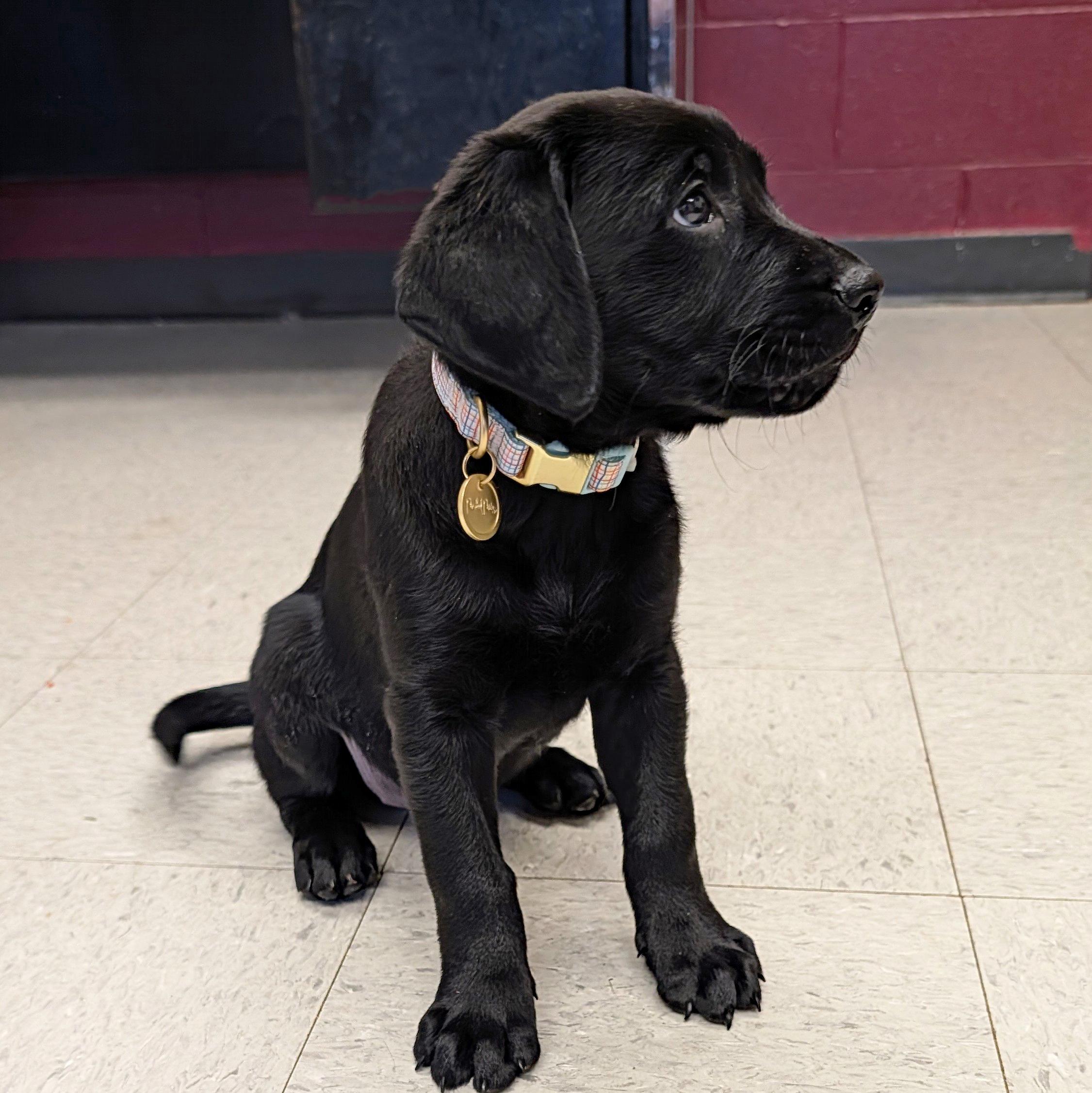 Enlarge Louise, an adopted Labrador Retriever in POTOMAC, MD image 3/4