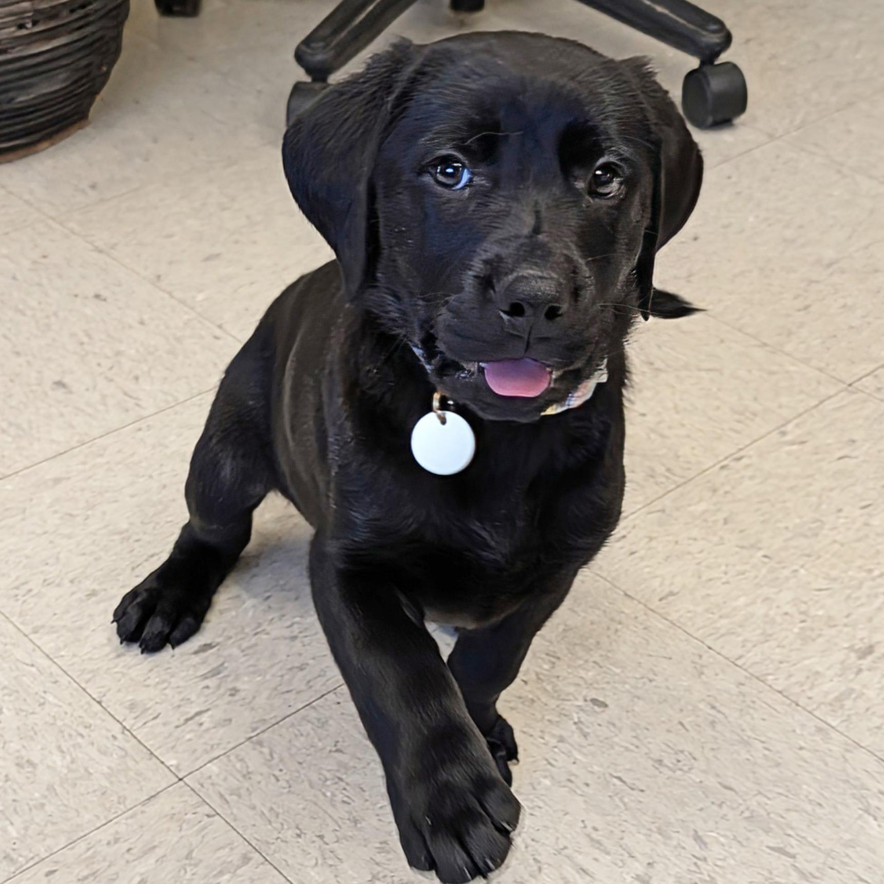 Louise, adopted, Puppy Female Labrador Retriever.