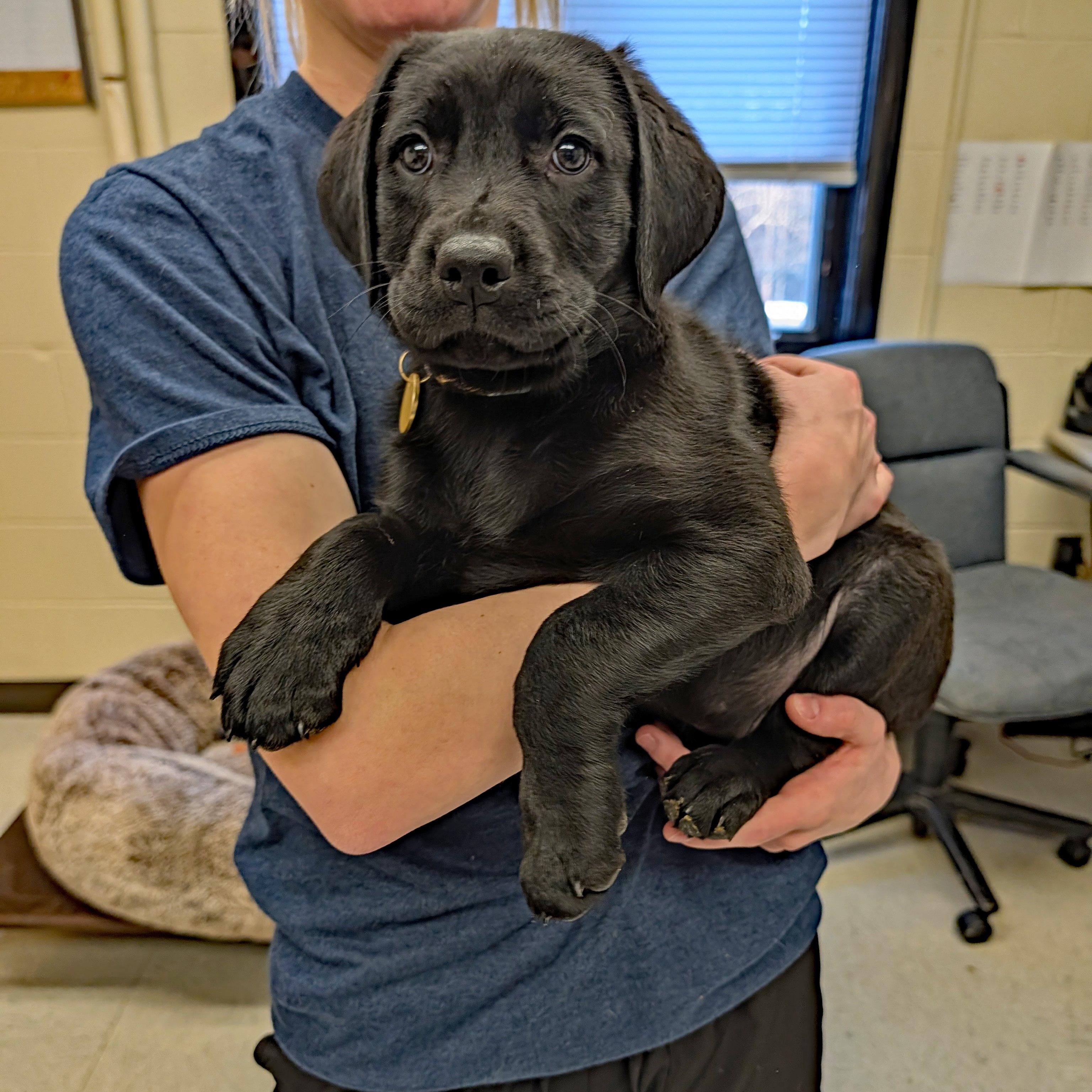 Enlarge Louise, an adopted Labrador Retriever in POTOMAC, MD image 2/4
