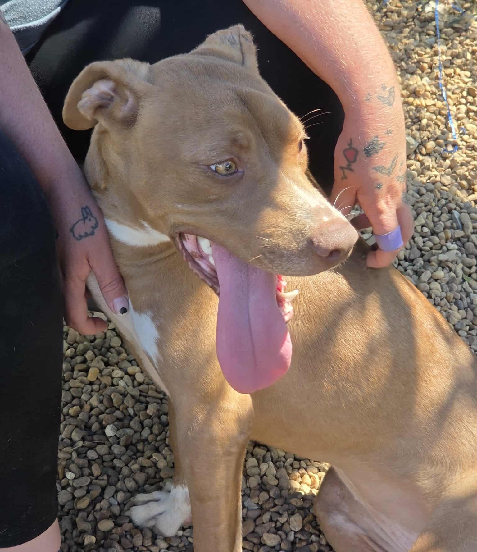 Brooklyn thumbnail 4