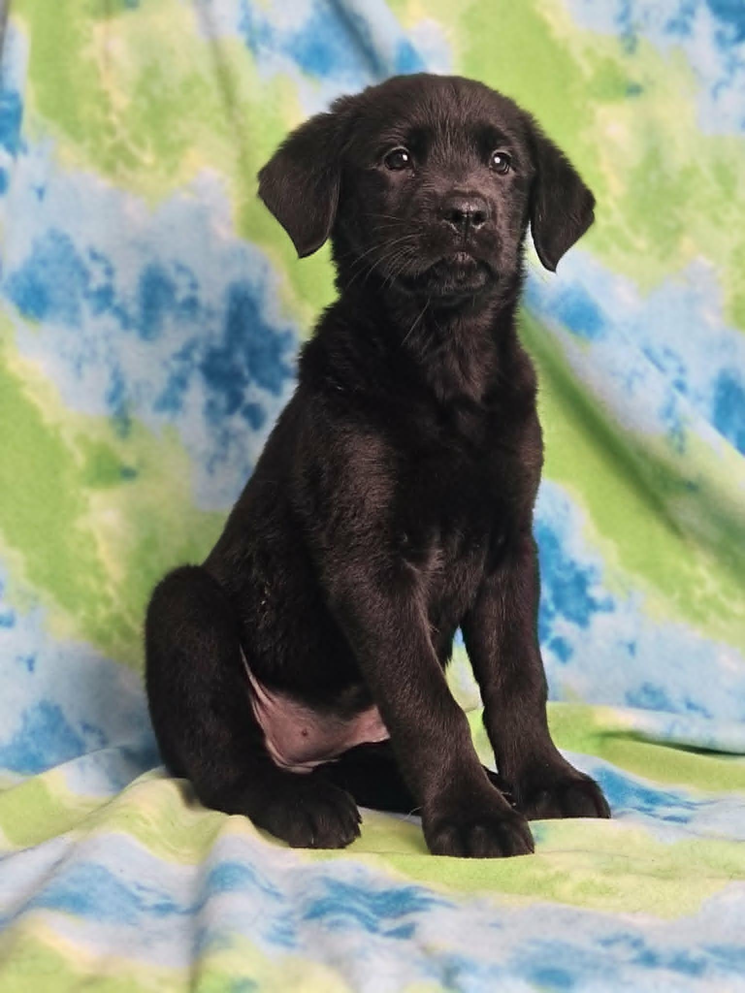French Toast, adopted, Puppy Female Rottweiler & Golden Retriever.