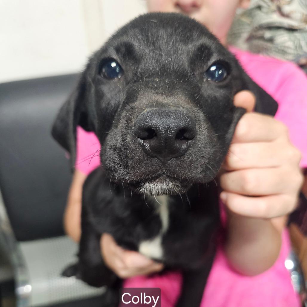 Enlarge Colby, a Adoptable Mixed Breed in mount vernon, AR image 2/2