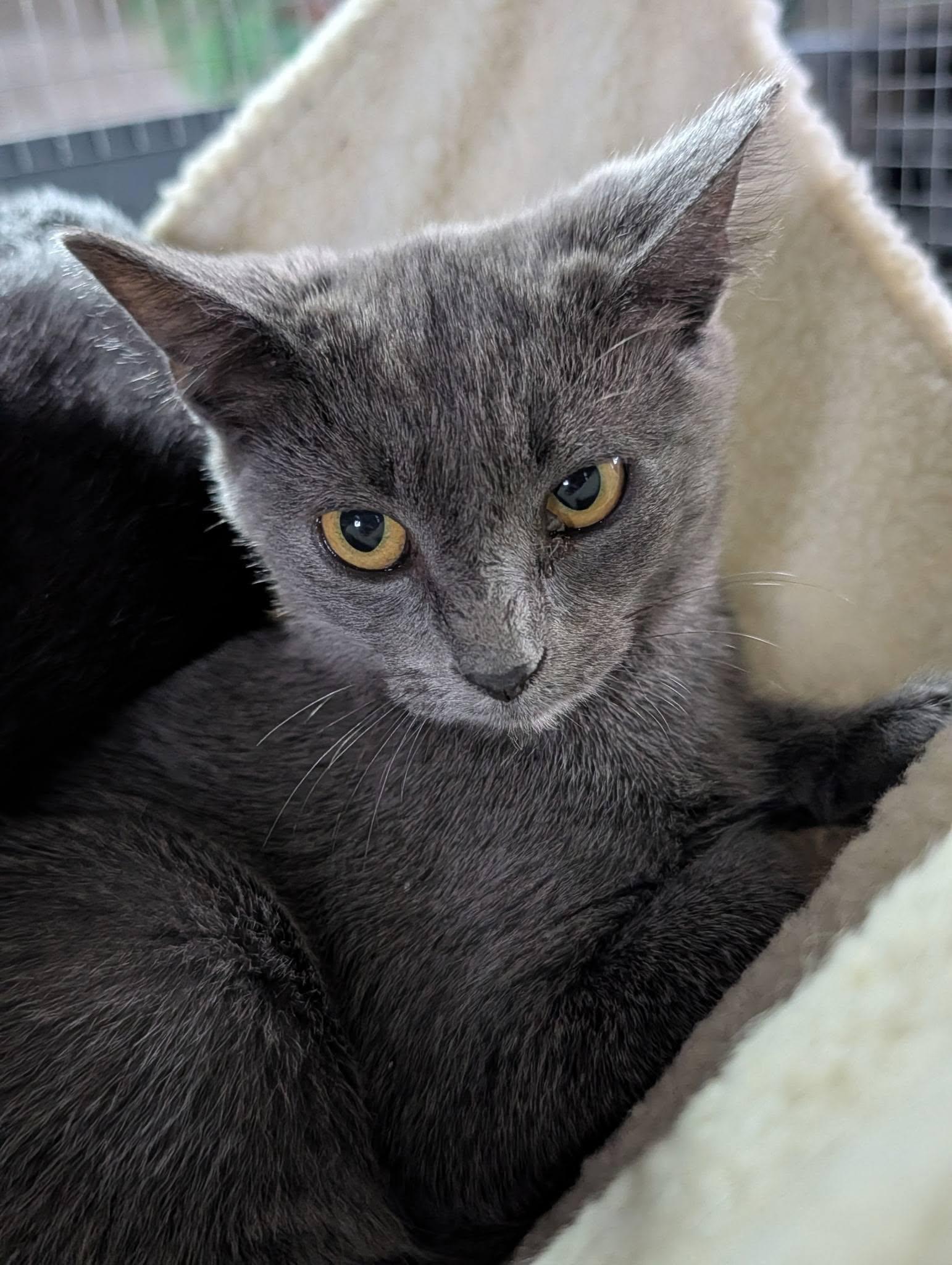 Enlarge Claire, a Adoptable Domestic Short Hair in Claridge, PA image 2/4
