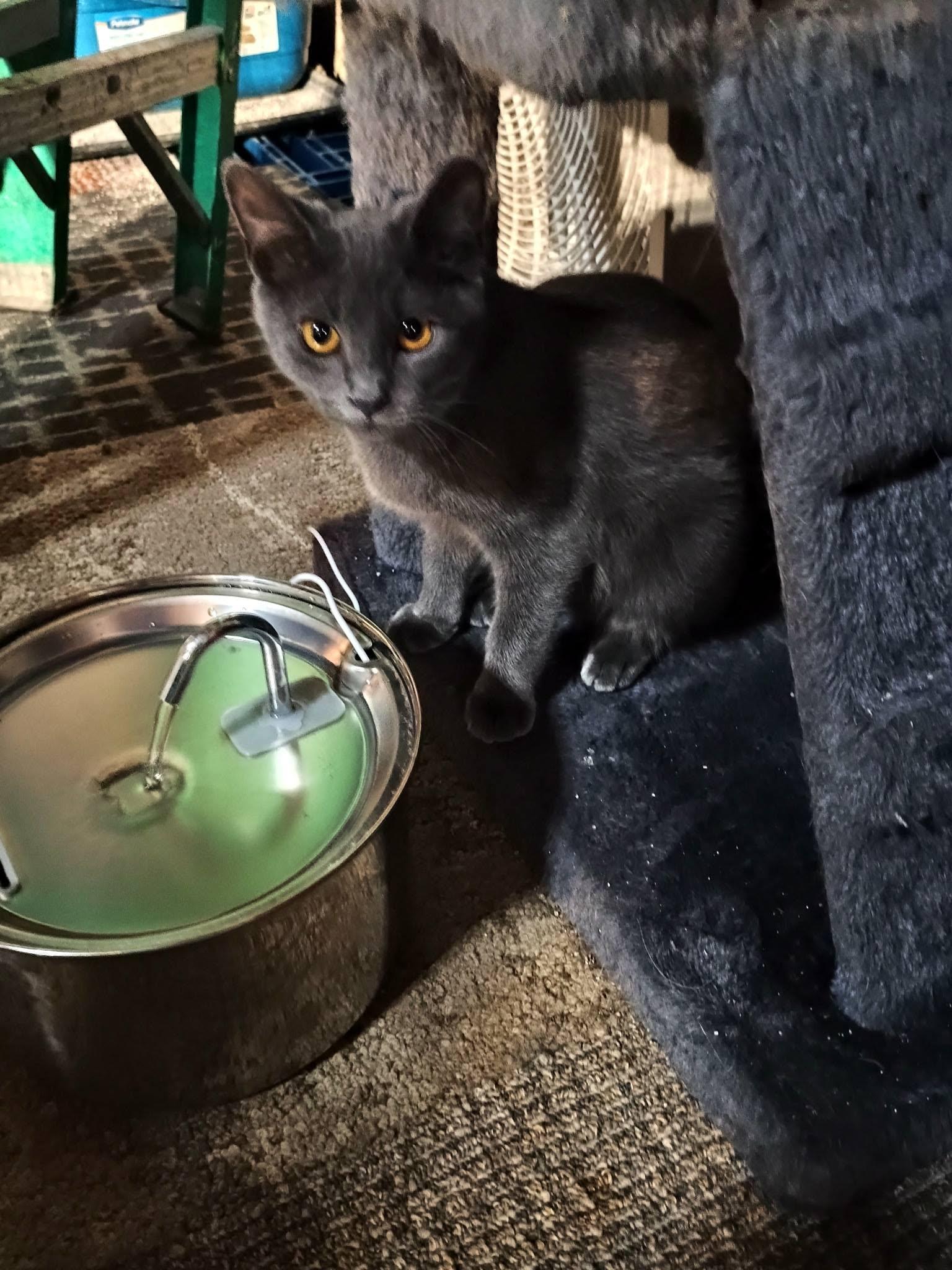 Enlarge Claire, a Adoptable Domestic Short Hair in Claridge, PA image 3/4