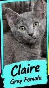 Claire, Adoptable, Kitten Female Domestic Short Hair.