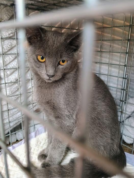 Enlarge Claire, a Adoptable Domestic Short Hair in Claridge, PA image 4/4