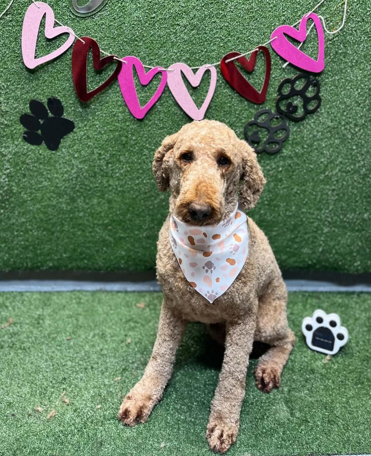 Enlarge Jamie, a Adoptable Goldendoodle in Rigaud, QC image 1/4