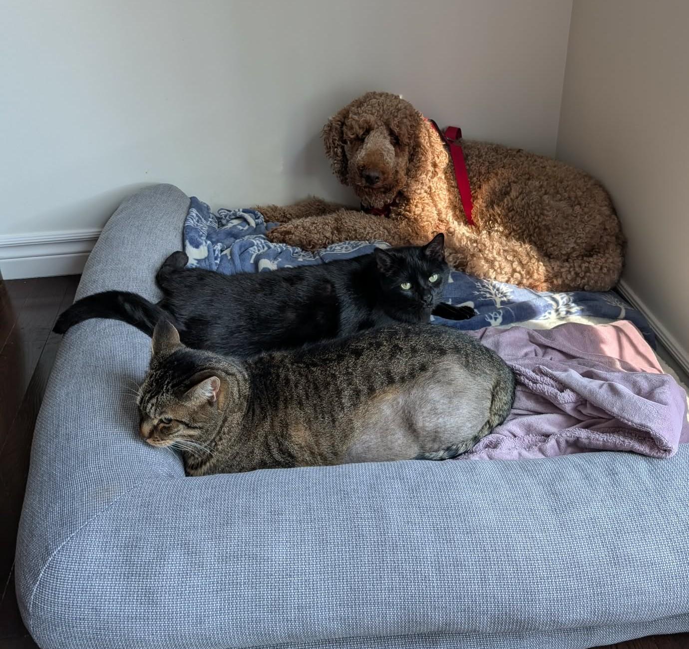 Enlarge Jamie, a Adoptable Goldendoodle in Rigaud, QC image 2/4