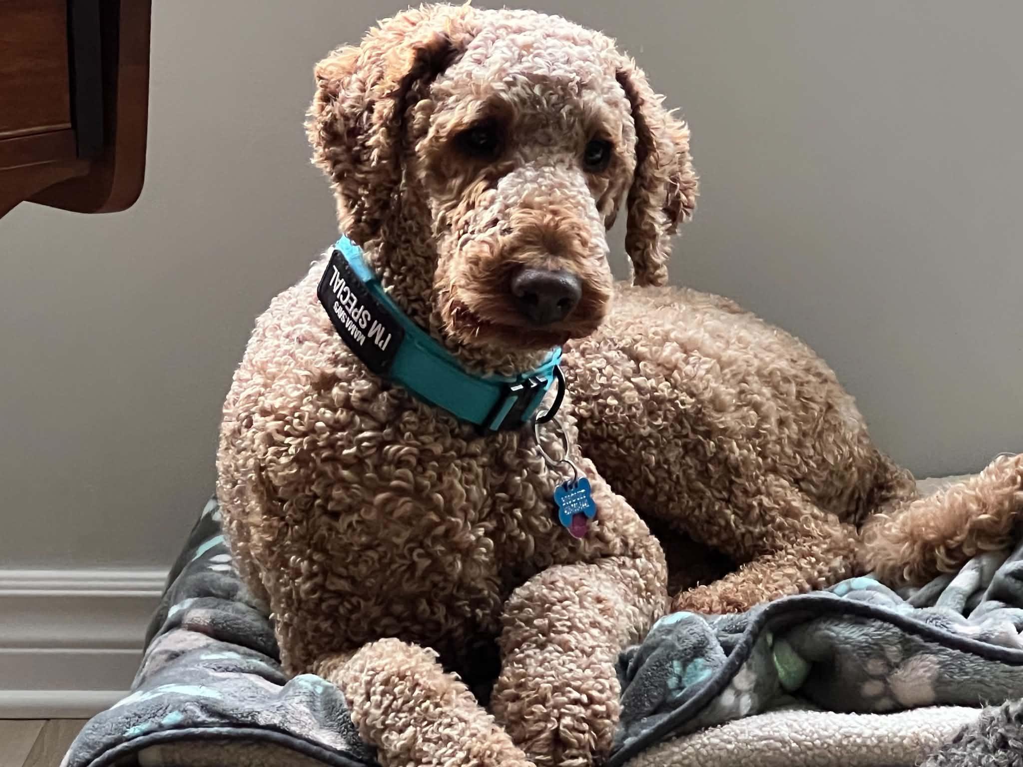 Enlarge Jamie, a Adoptable Goldendoodle in Rigaud, QC image 4/4