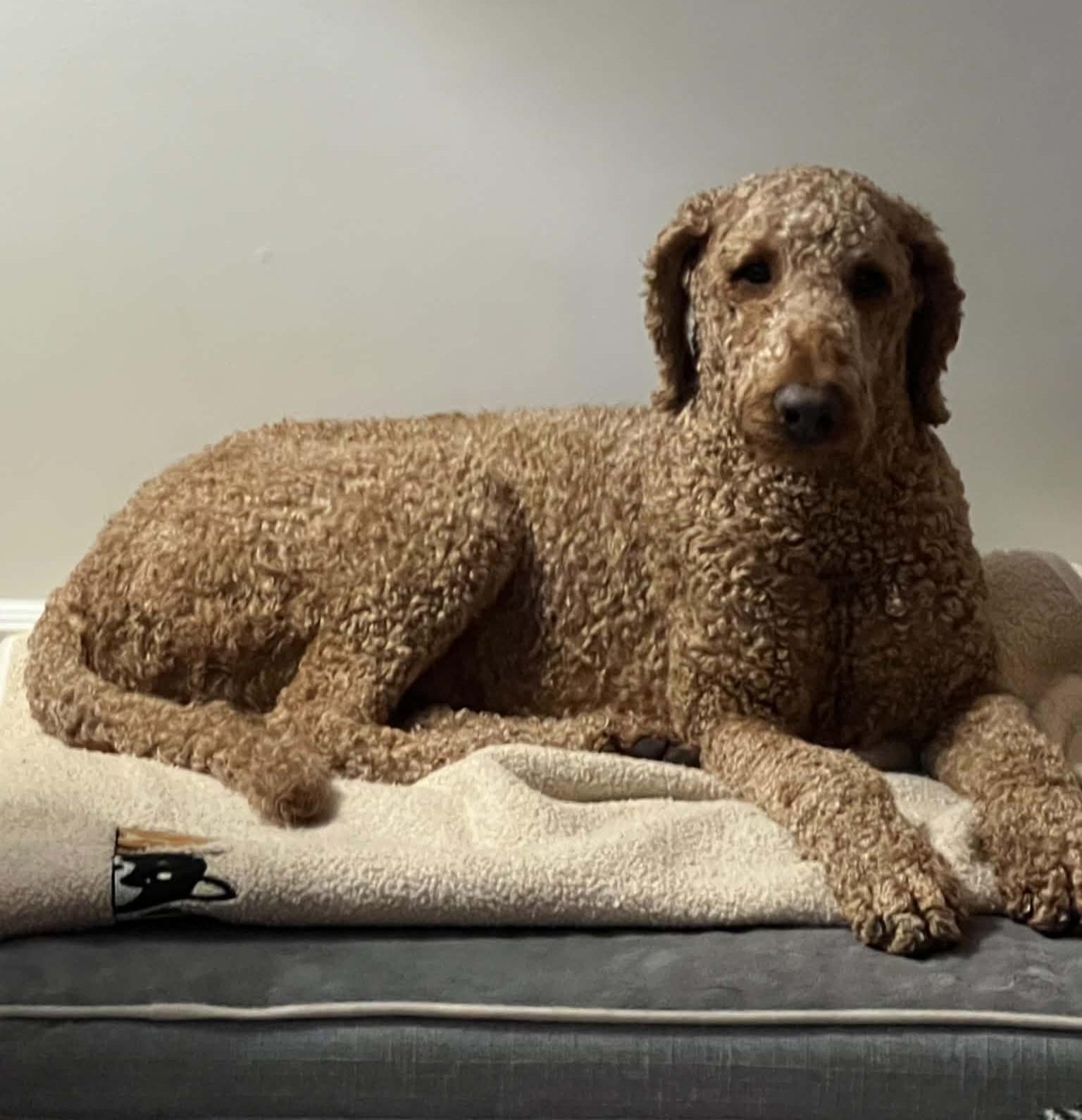 Enlarge Jamie, a Adoptable Goldendoodle in Rigaud, QC image 3/4