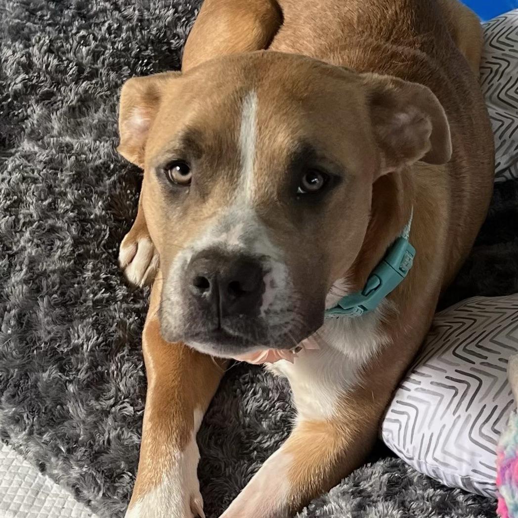 Charlie, Adopted, Adult Female Pit Bull Terrier.