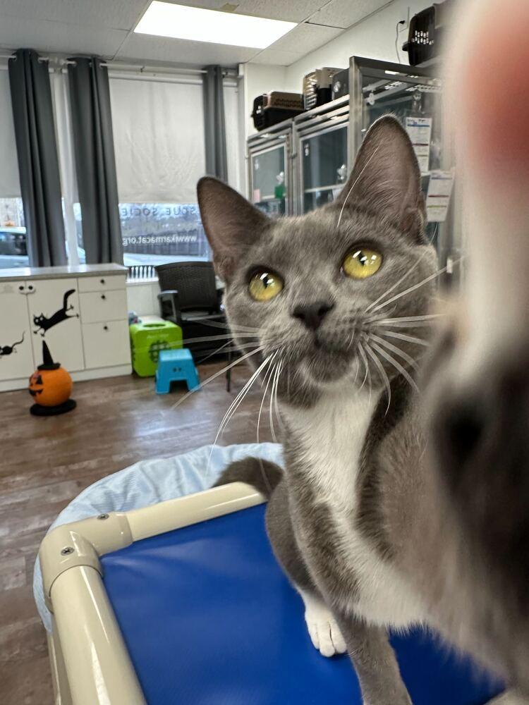 Reign, a Adoptable Domestic Short Hair in Milltown, NJ image 1/4