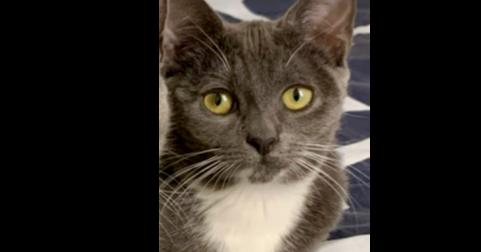 Reign, a Adoptable Domestic Short Hair in Milltown, NJ image 3/4