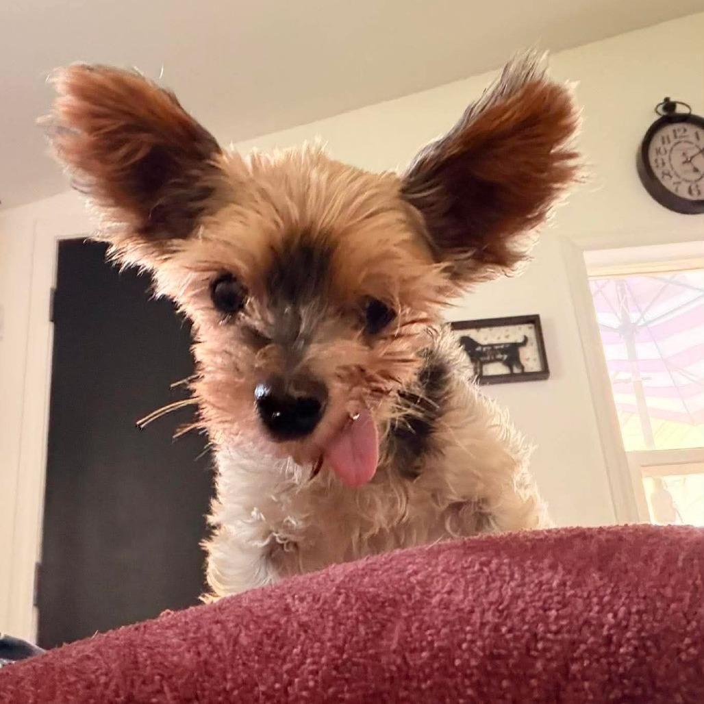 Mai Tai, a Adoptable Yorkshire Terrier in Jackson, MO image 1/6
