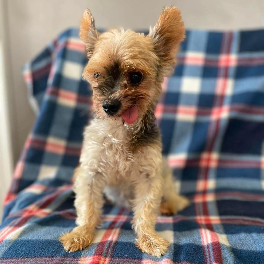 Mai Tai, a Adoptable Yorkshire Terrier in Jackson, MO image 2/6