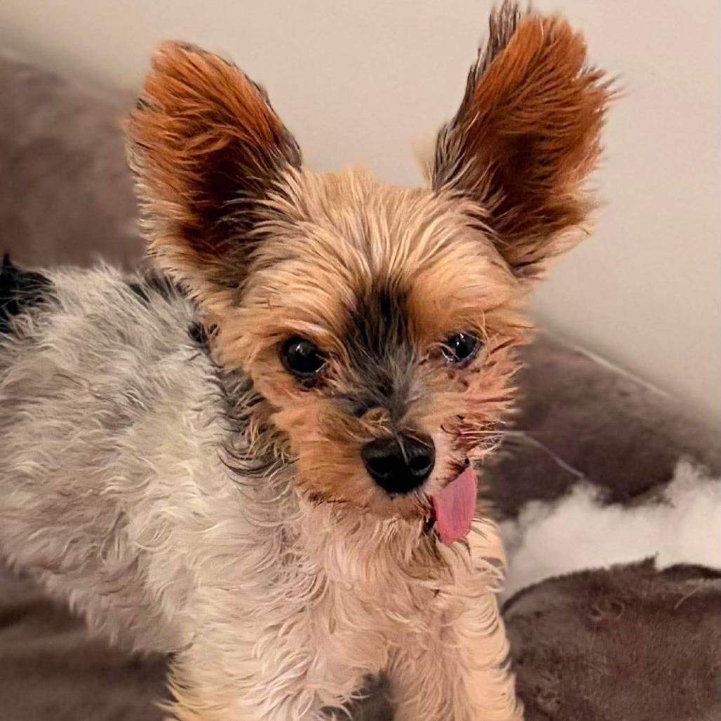 Mai Tai, a Adoptable Yorkshire Terrier in Jackson, MO image 3/6