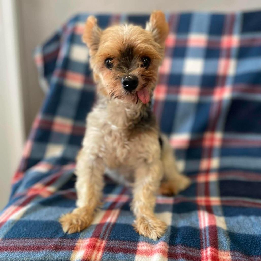 Mai Tai, a Adoptable Yorkshire Terrier in Jackson, MO image 4/6
