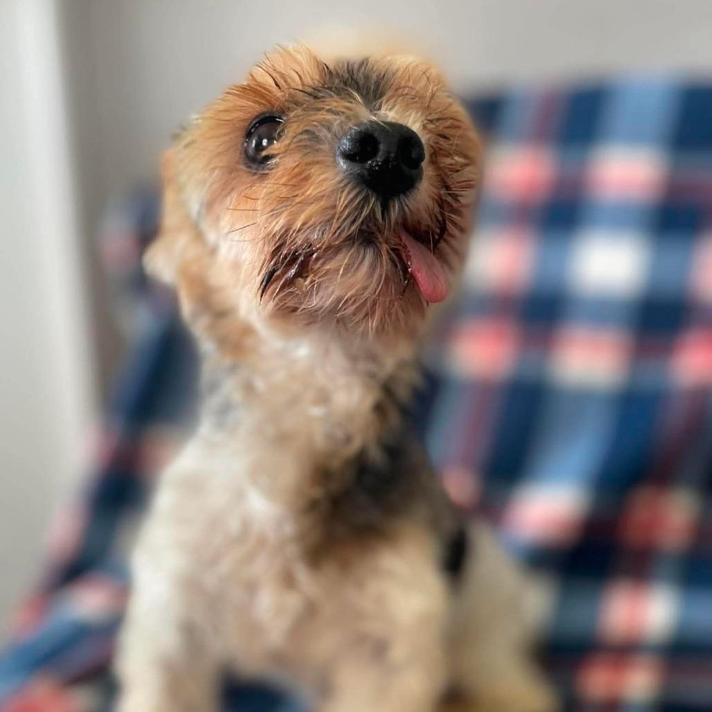 Mai Tai, a Adoptable Yorkshire Terrier in Jackson, MO image 5/6