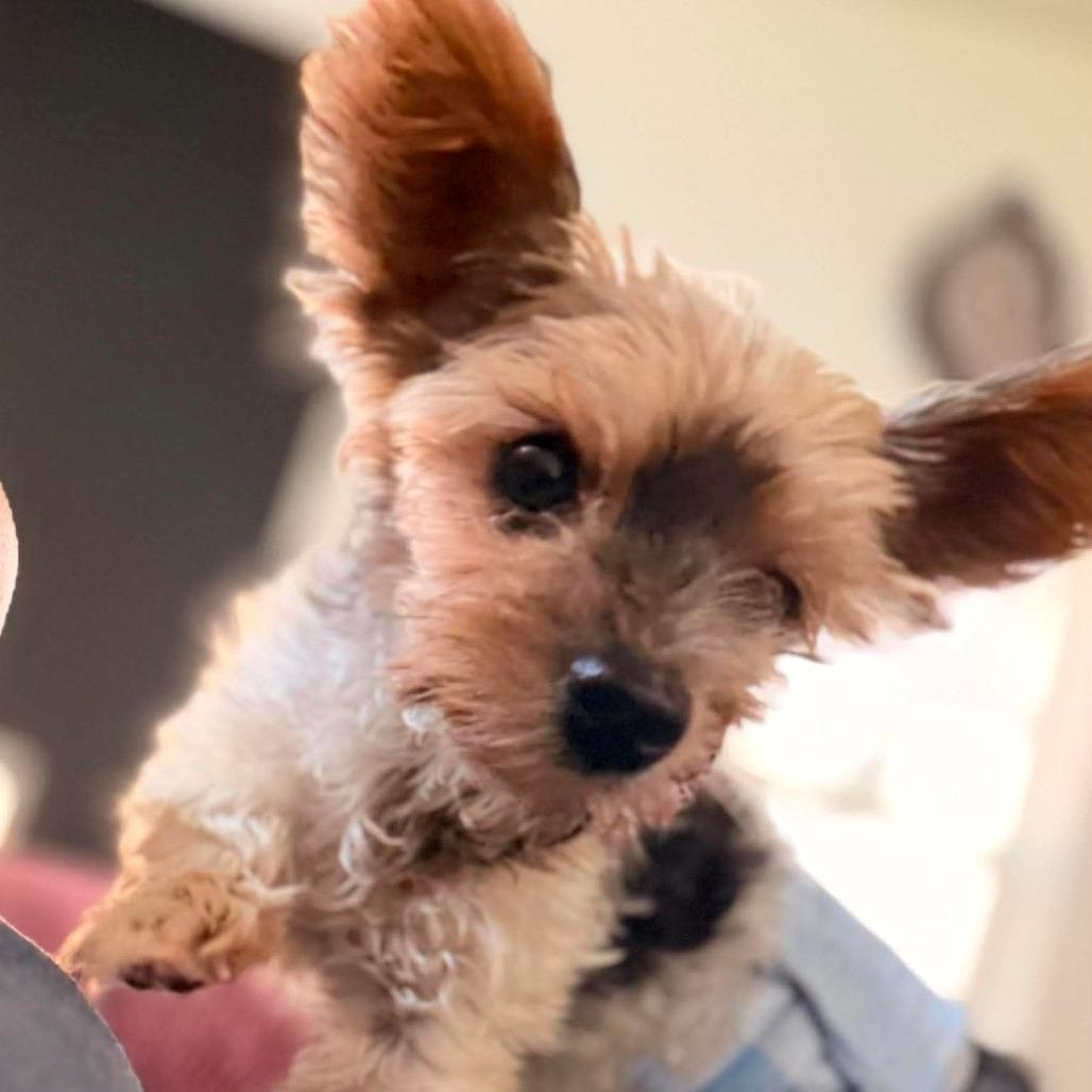 Mai Tai, a Adoptable Yorkshire Terrier in Jackson, MO image 6/6