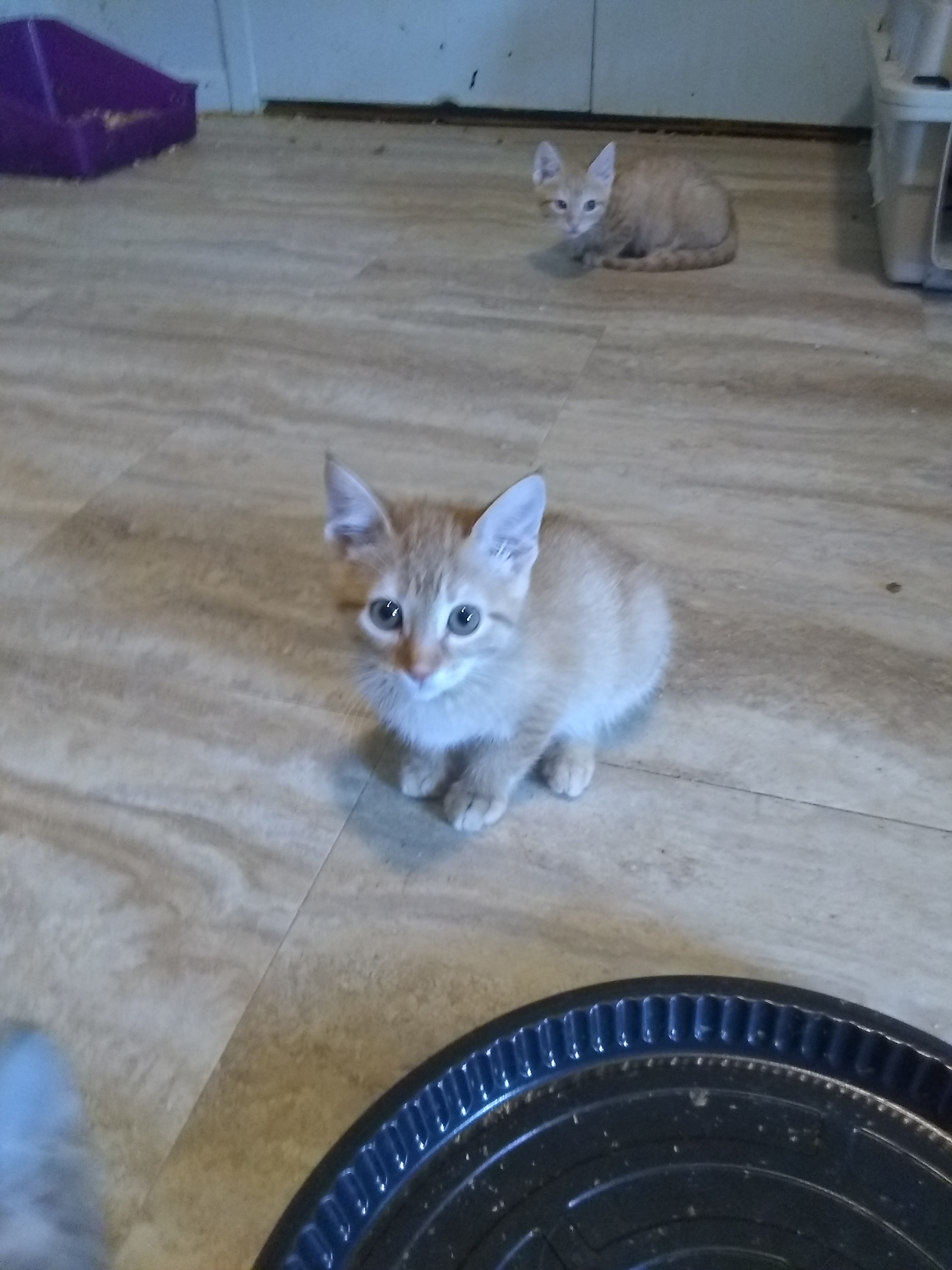 Cat for adoption Matt (Melrose Park), a Tabby & Domestic Short Hair